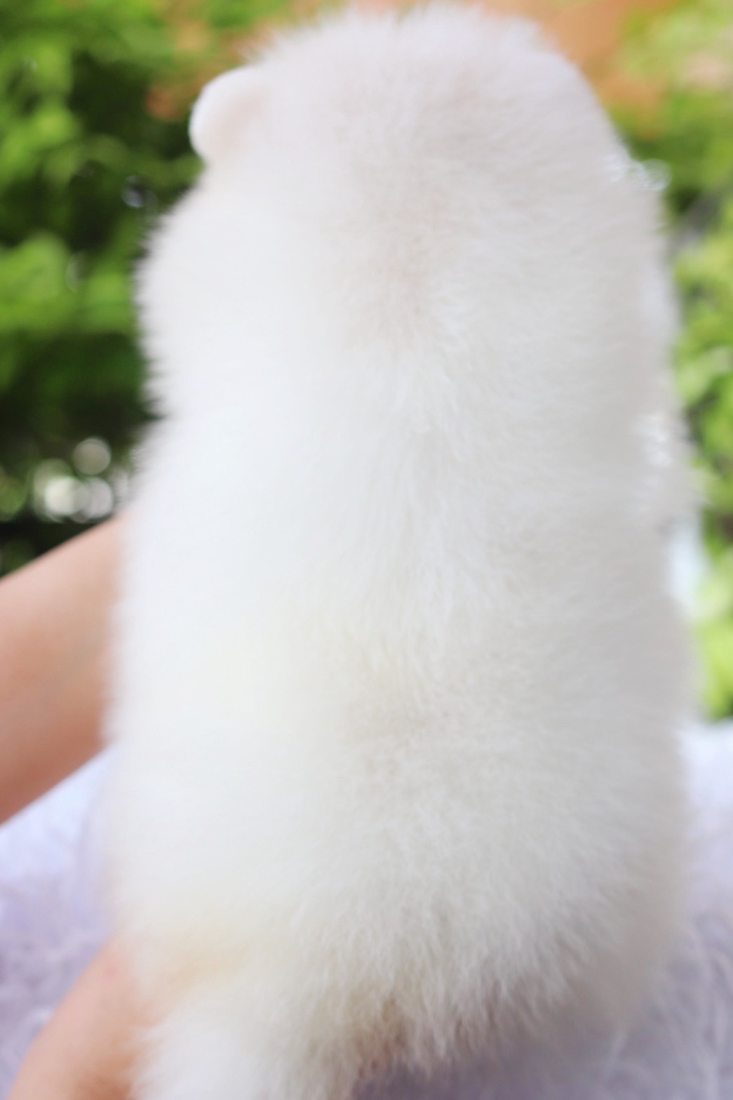 ปอมเมอเรเนียน เพศเมียสีขาวครีม เกรดโชว์