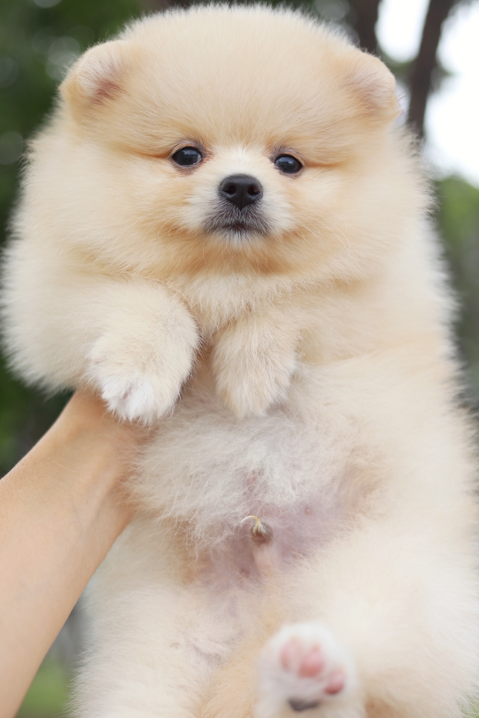 ปอมเมอเรเนียน เพศผู้ สีครีม