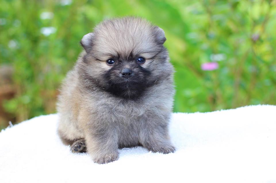 ปอมเมอเรเนียน เพศเมีย