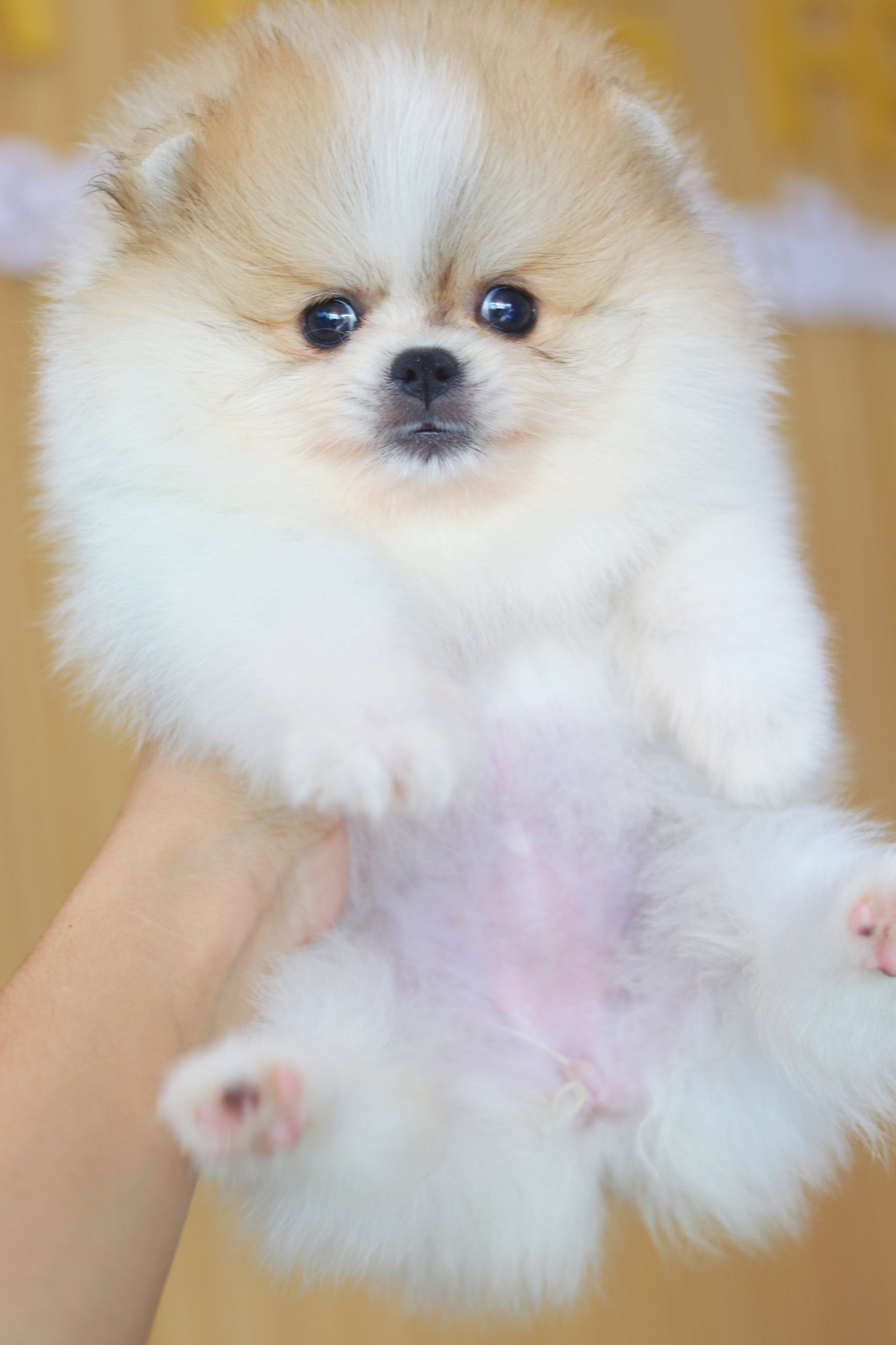 ปอมเมอเรเนียน เพศเมียสีแฟนซี