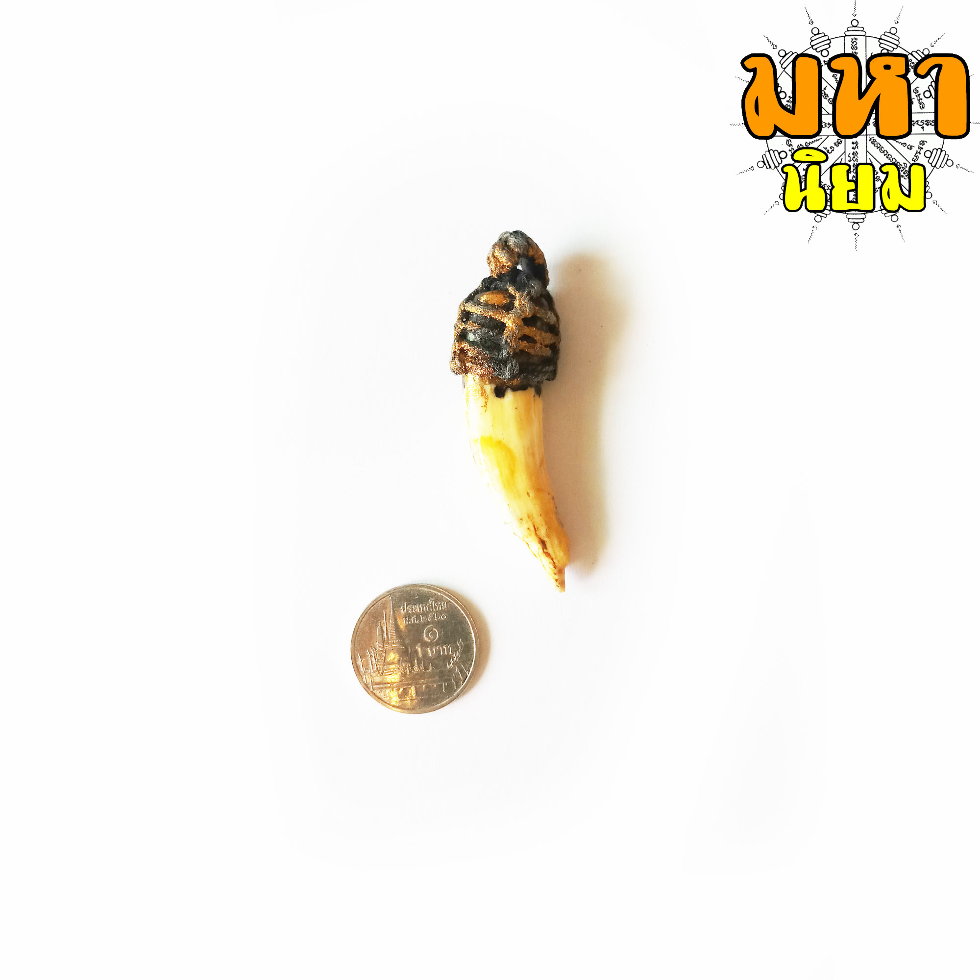 เขี้ยวหมูตัน ถักเชือกรอบ ไม่ทราบที่มาแน่ชัด โปรดใช้วิจารณญาณ