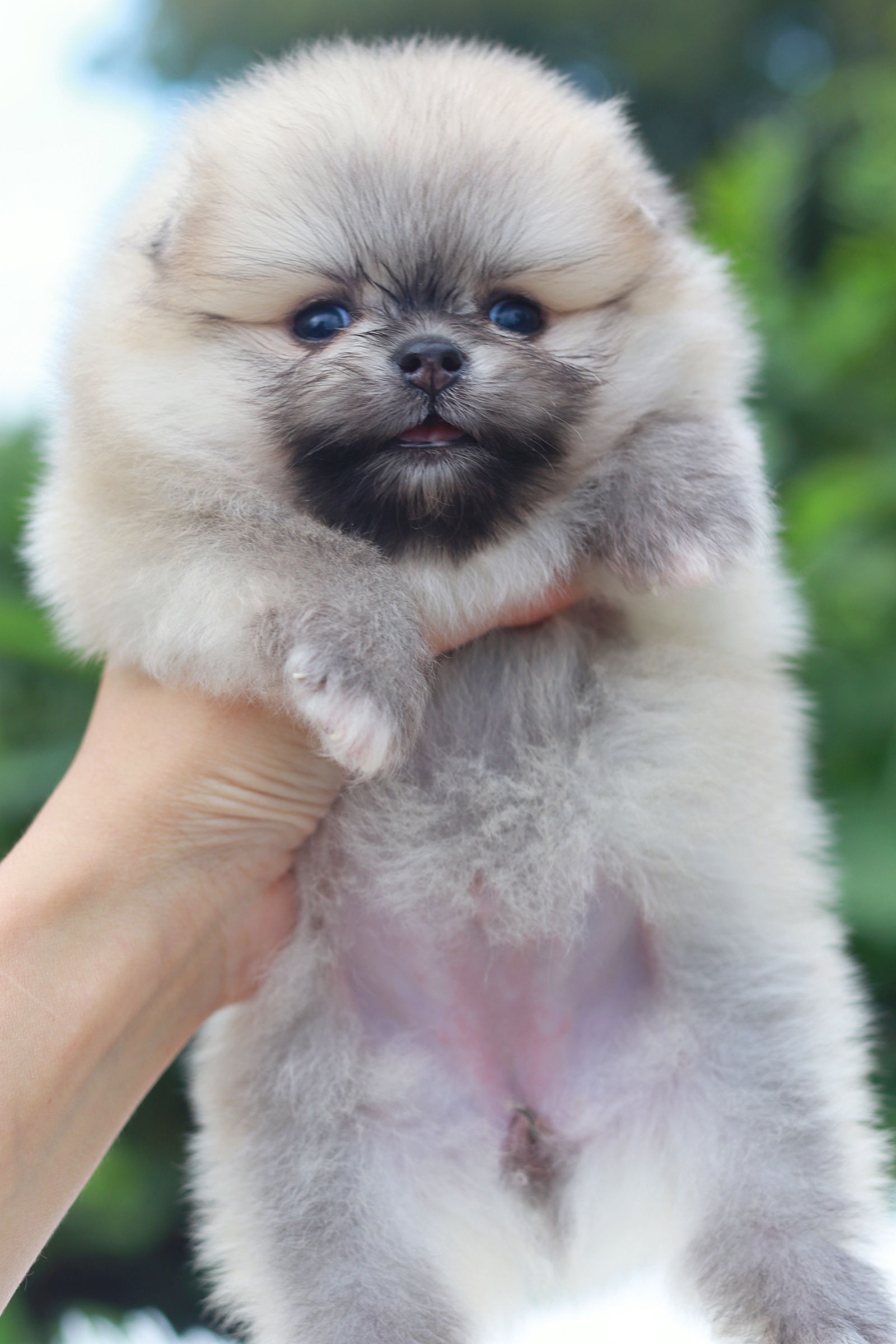 ปอมเมอเรเนียน เพศสีส้มเมียเกรดโชว์