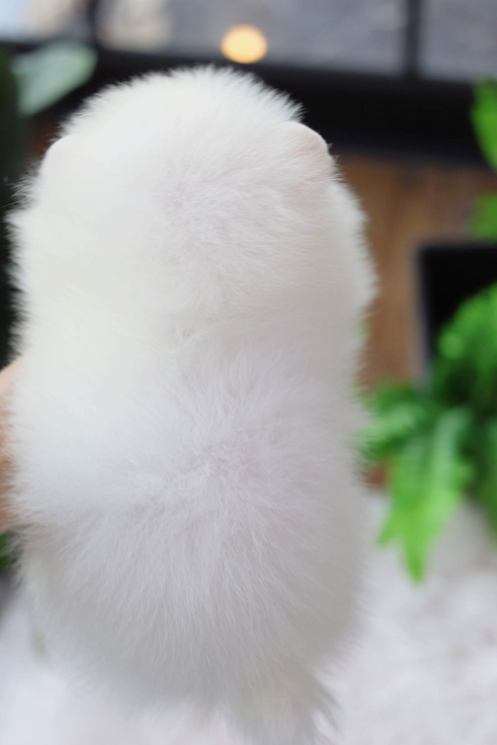 ปอมเมอเรเนียน เพศผู้ สีขาวครีม