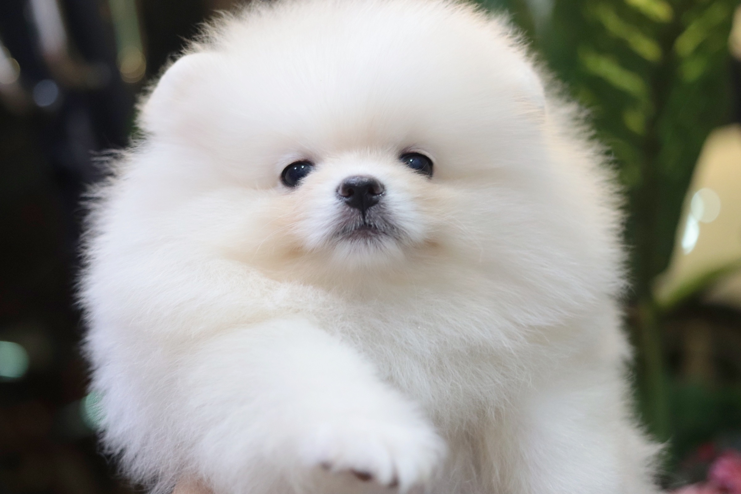 ปอมเมอเรเนียน เพศผู้ สีขาวครีม