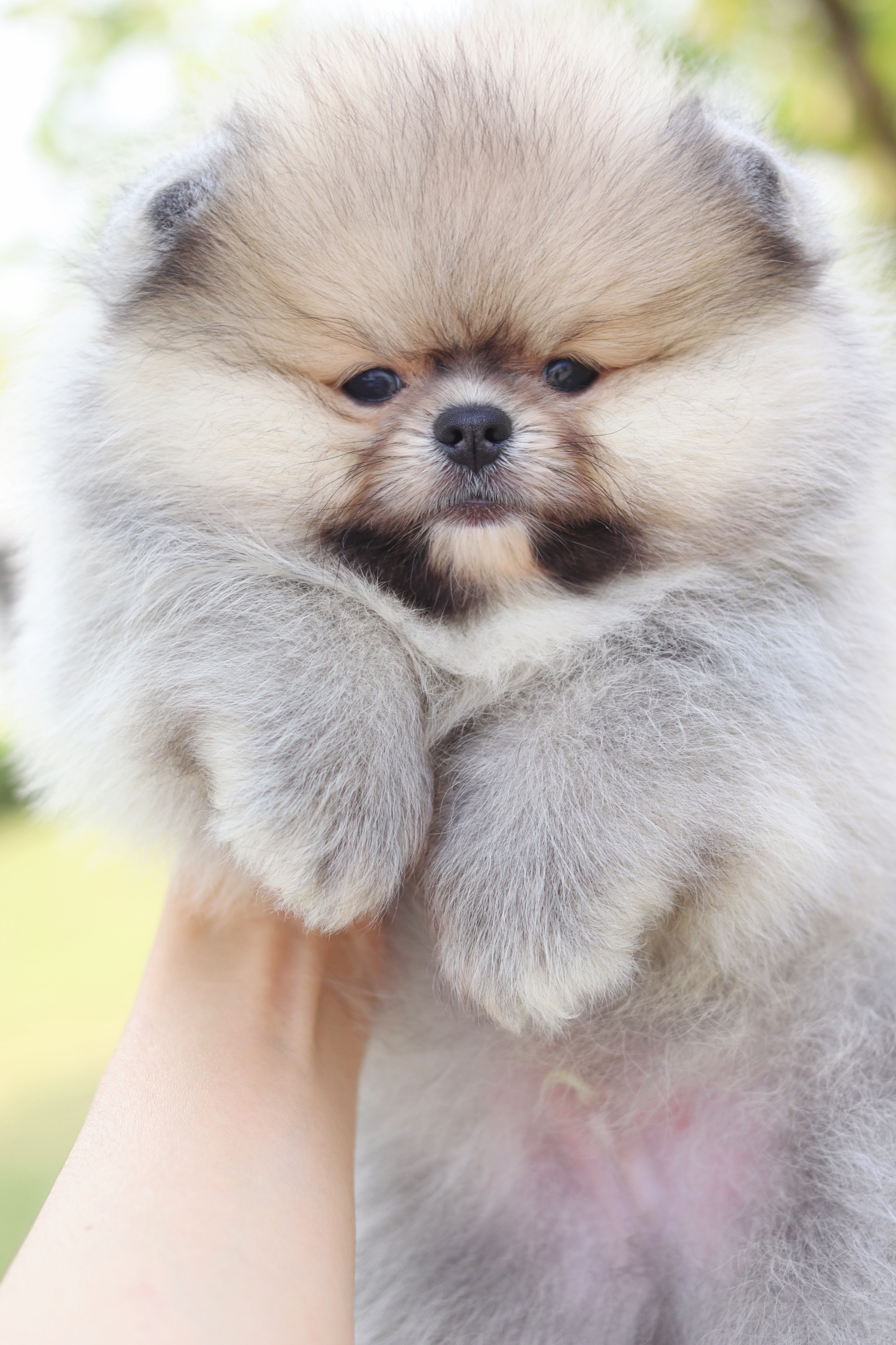 ปอมเมอเรเนียน เพศผู้สีส้มเกรดโชว์