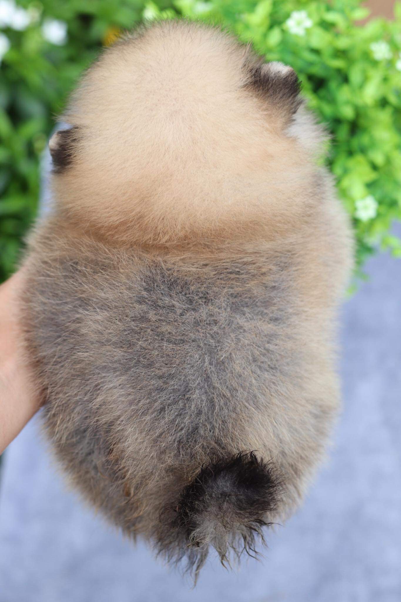 ปอมเมอเรเนียน เพศผู้