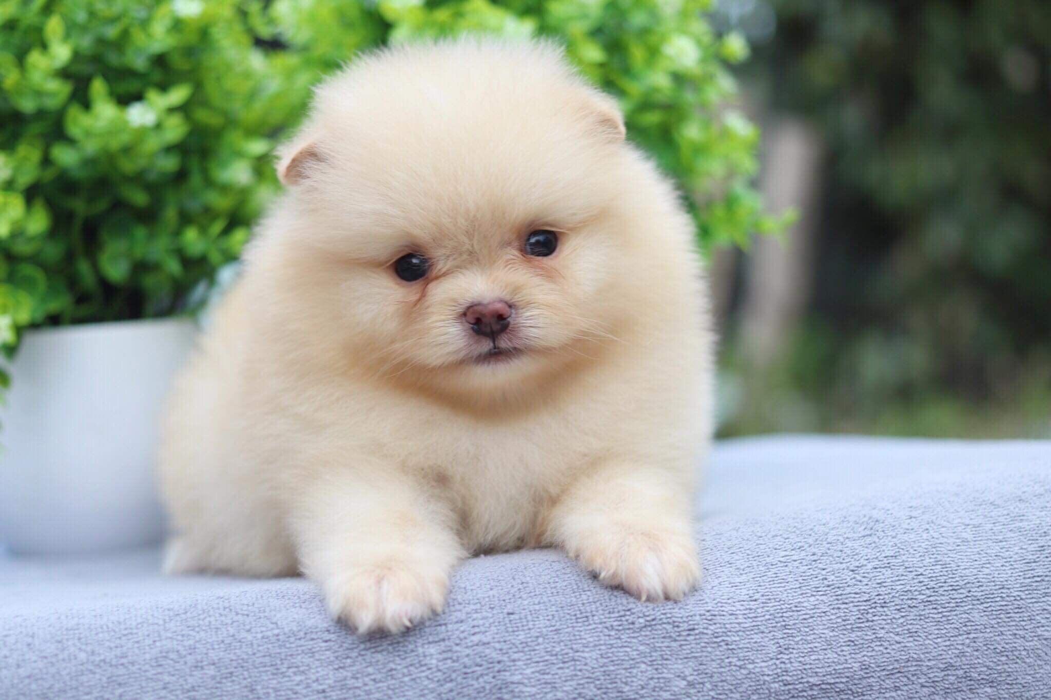 ปอมเมอเรเนียน เพศเมีย