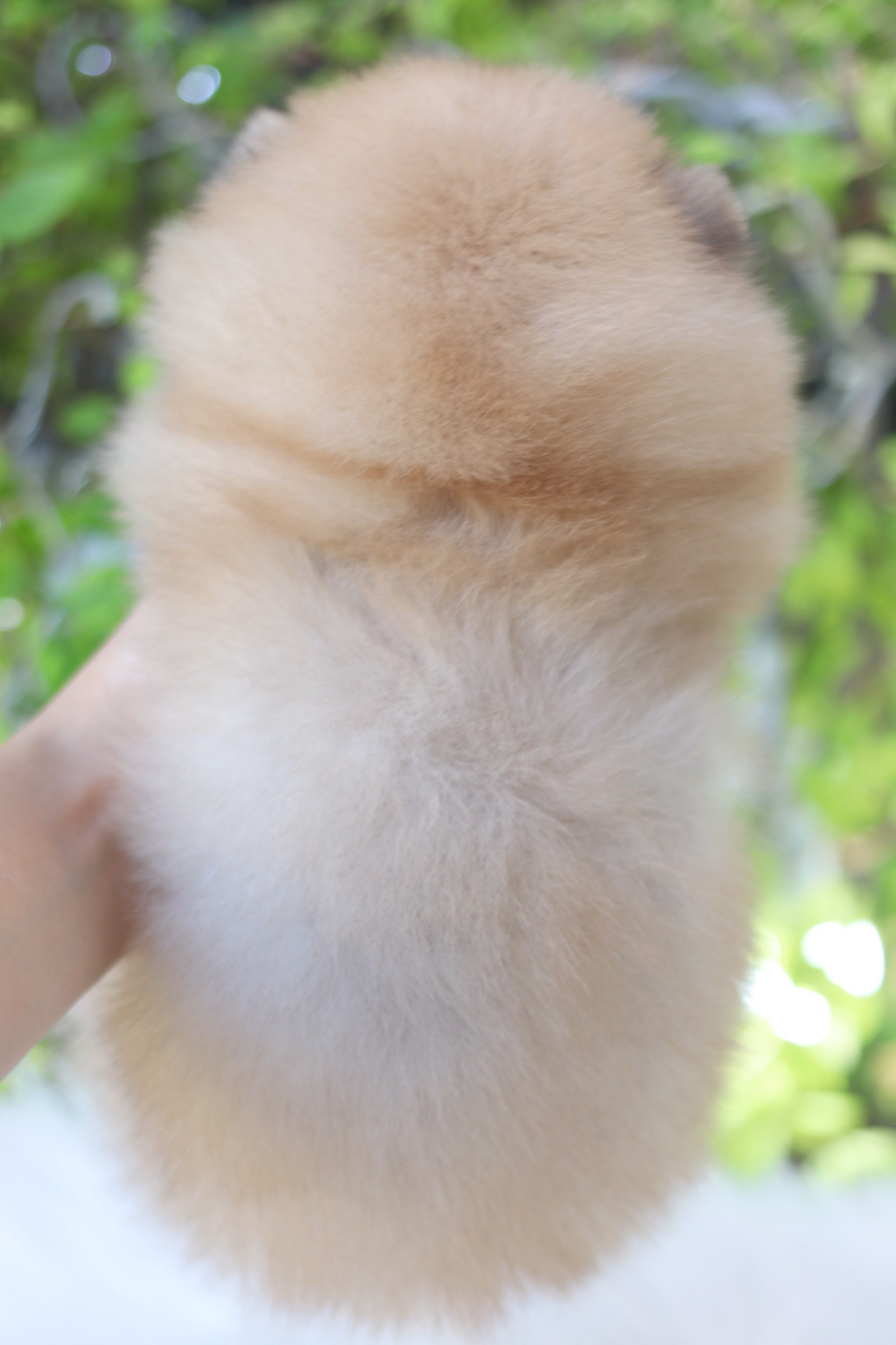 ปอมเมอเรเนียน เพศเมียสีส้ม