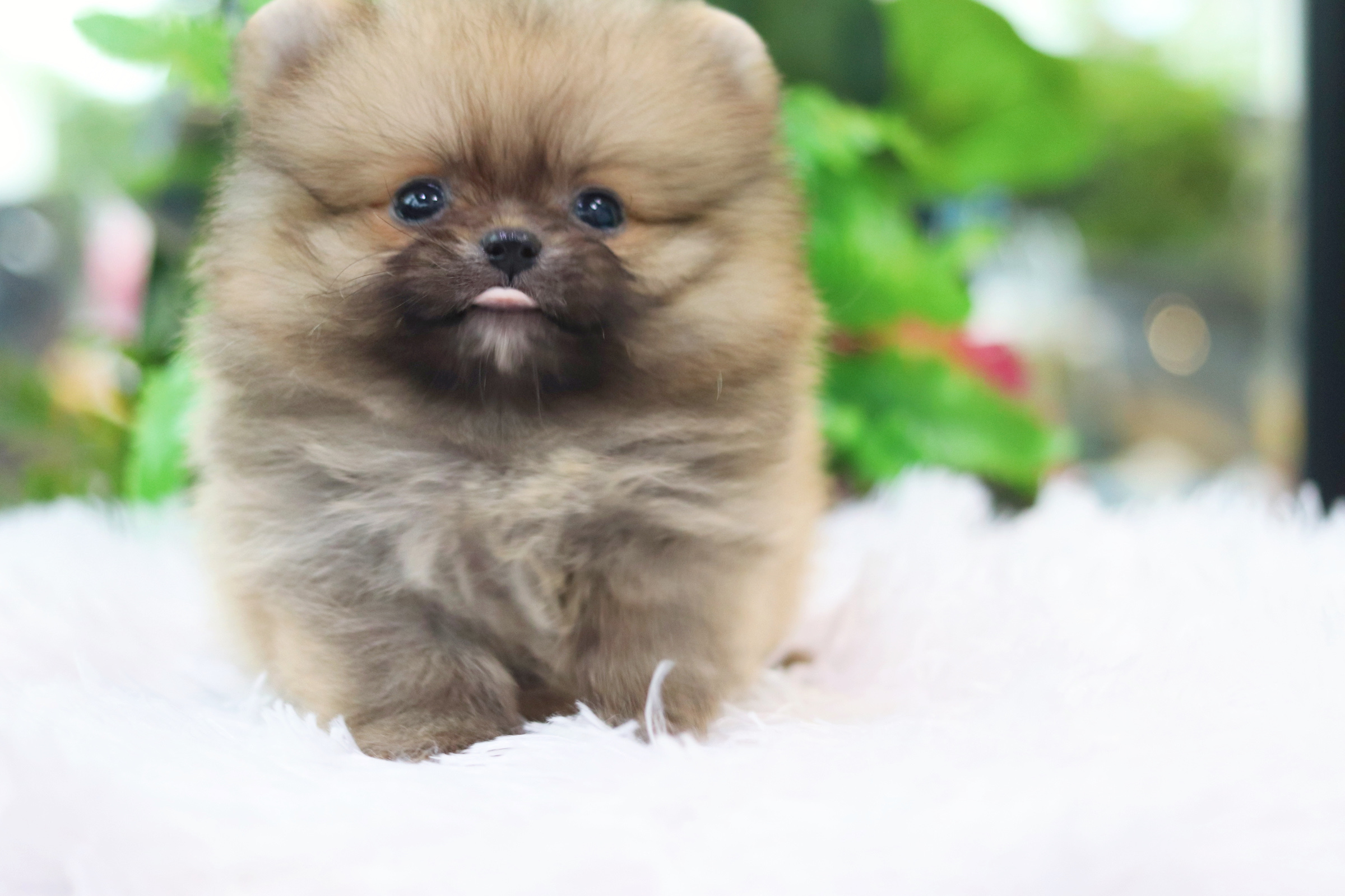 ปอมเมอเรเนียน เพศเมีย สีส้มไซส์เล็ก