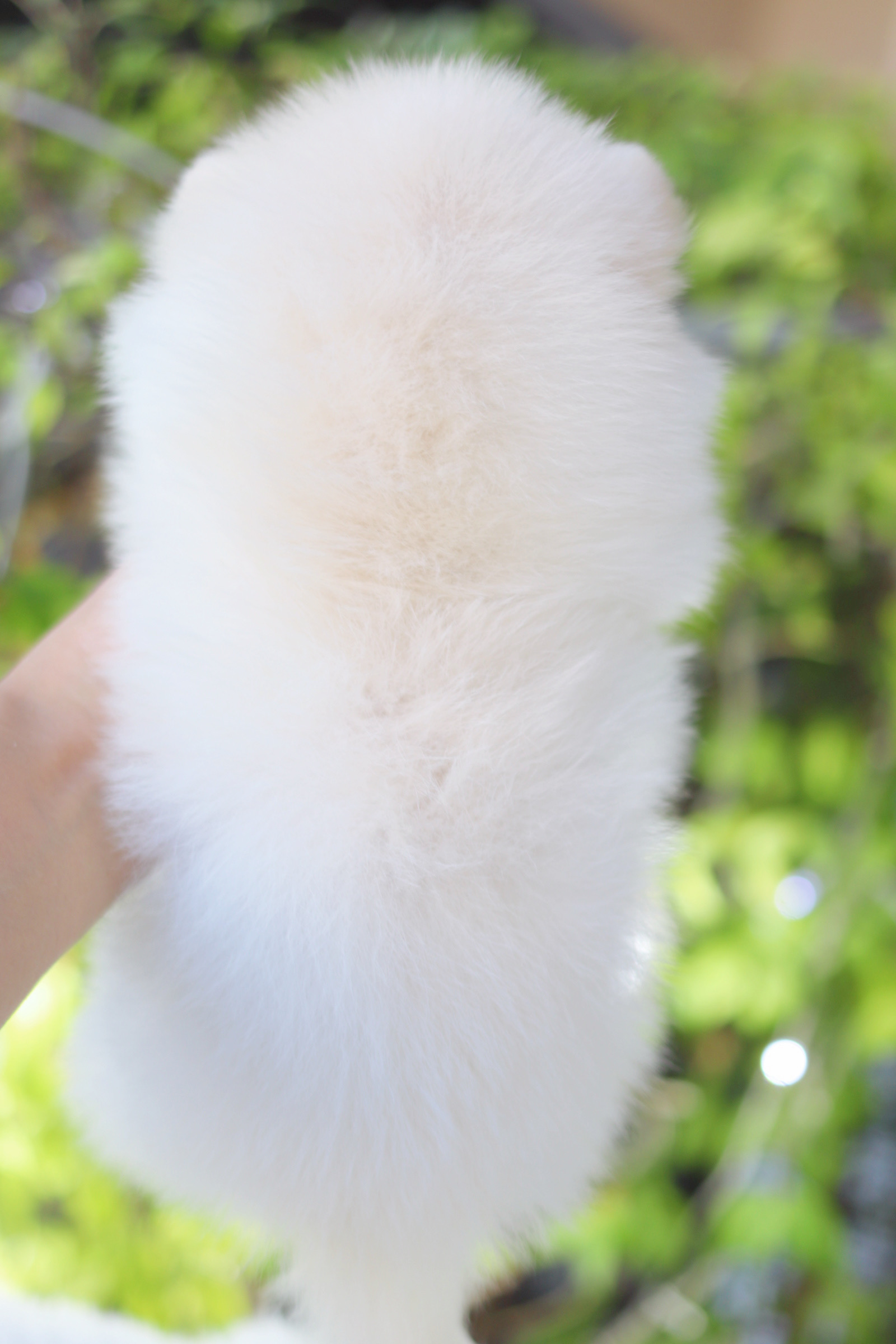 ปอมเมอเรเนียน เพศเมียสีขาวครีม