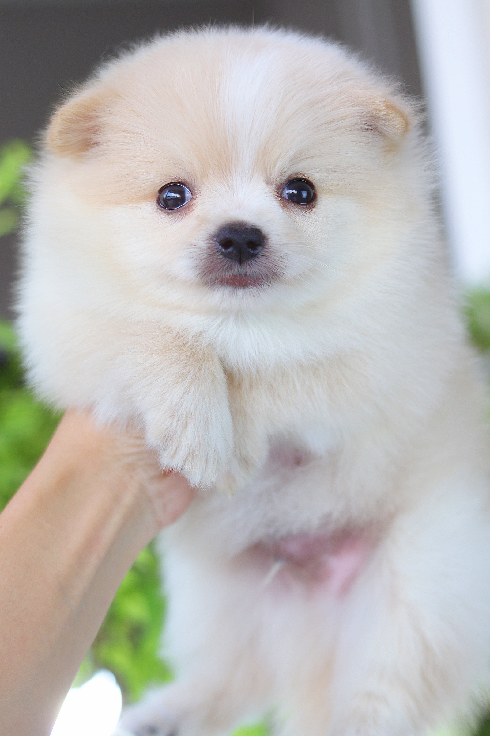 ปอมเมอเรเนียน เพศผู้สีขาวครีม