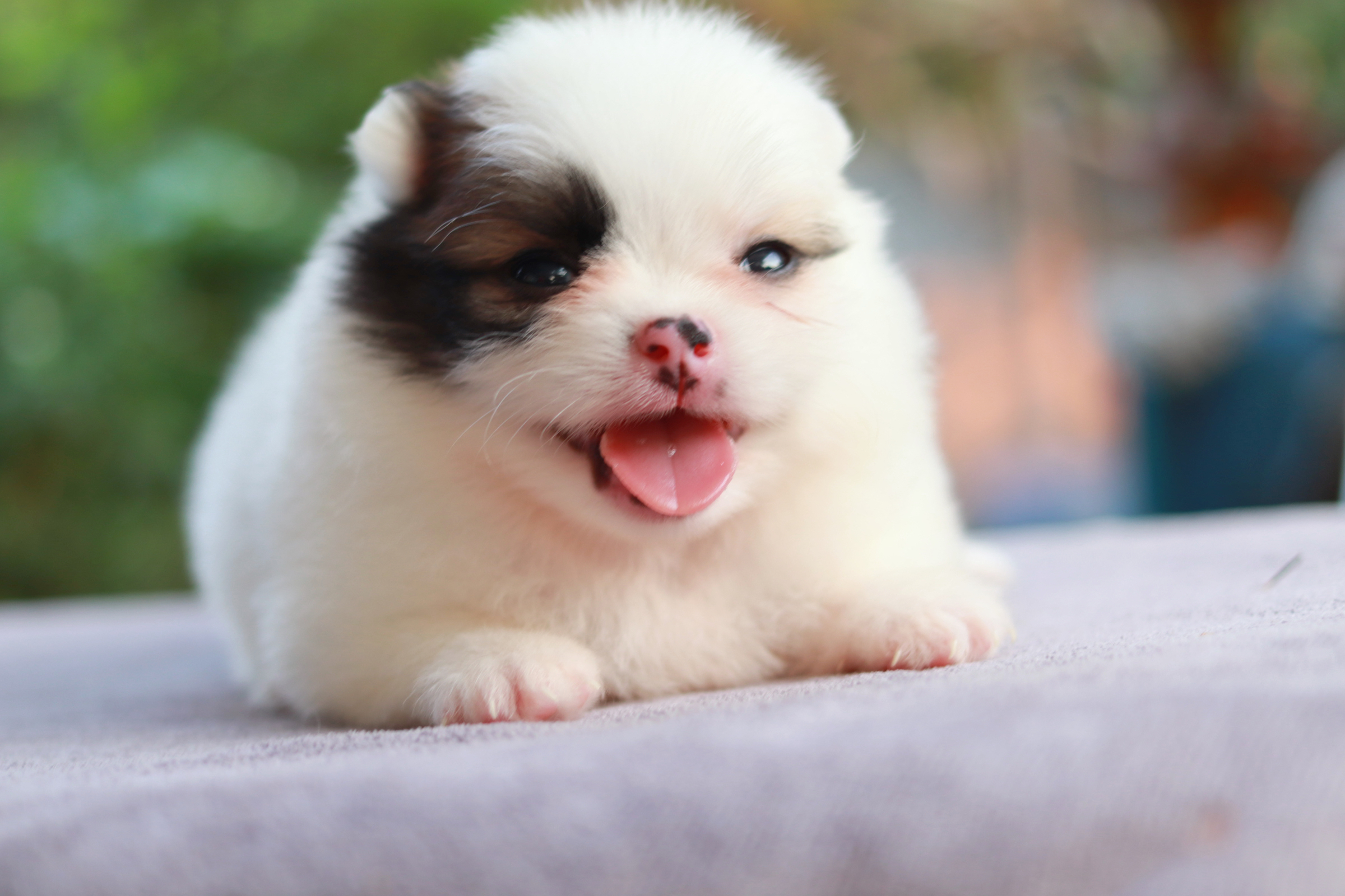 ปอมเมอเรเนียน เพศแฟนซีเมีย