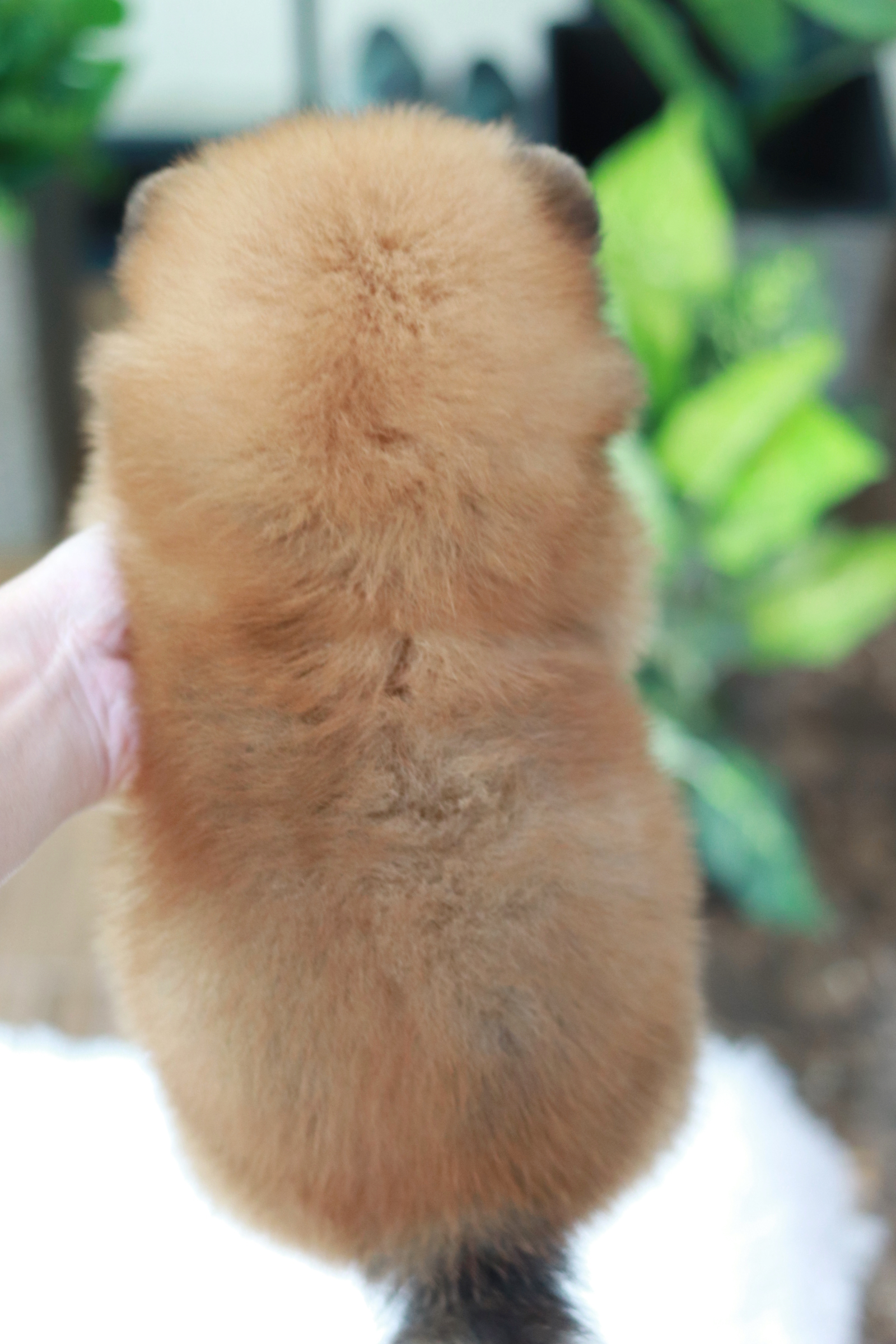 ปอมเมอเรเนียน เพศผู้