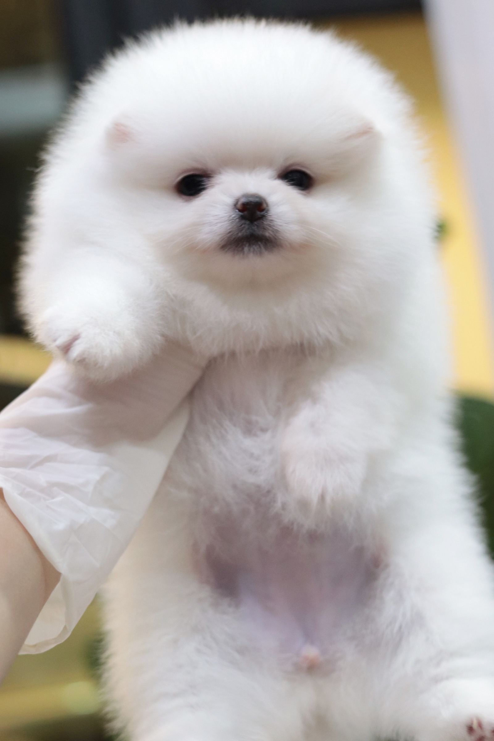 ปอมเมอเรเนียน เพศเมีย สีขาวครีม