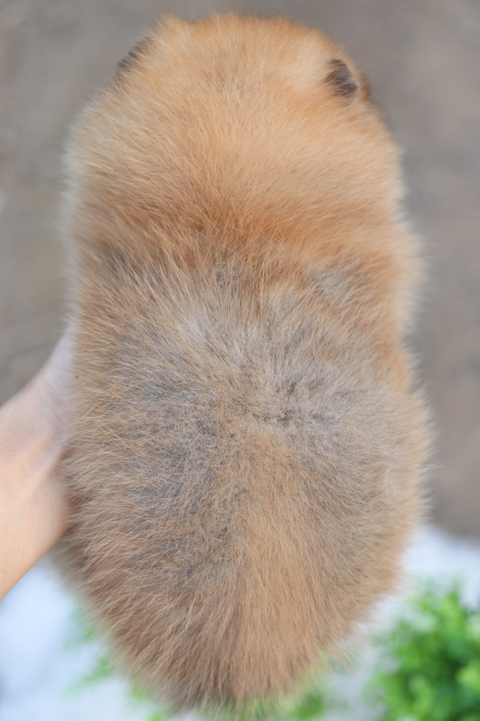 ปอมเมอเรเนียน เพศผู้