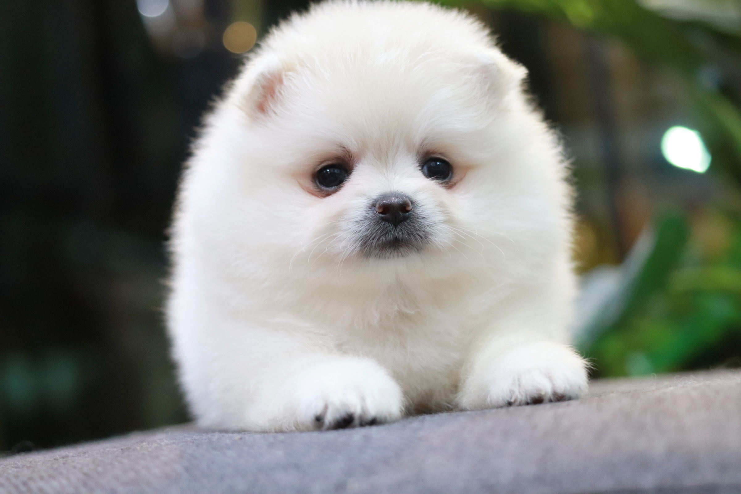 ปอมเมอเรเนียน เพศเมีย