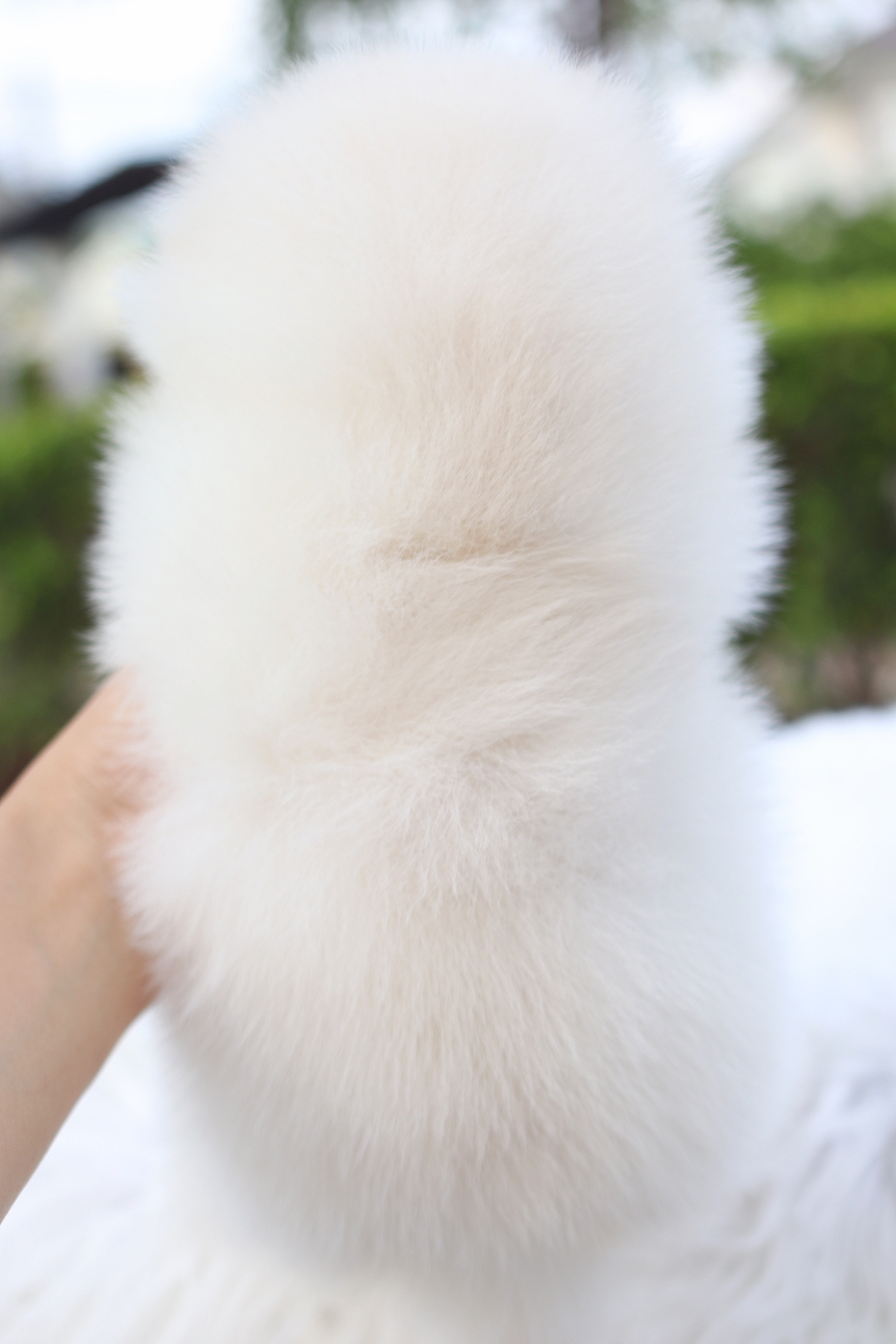 ปอมเมอเรเนียน เพศเมียสีขาวครีมเกรดโชว์