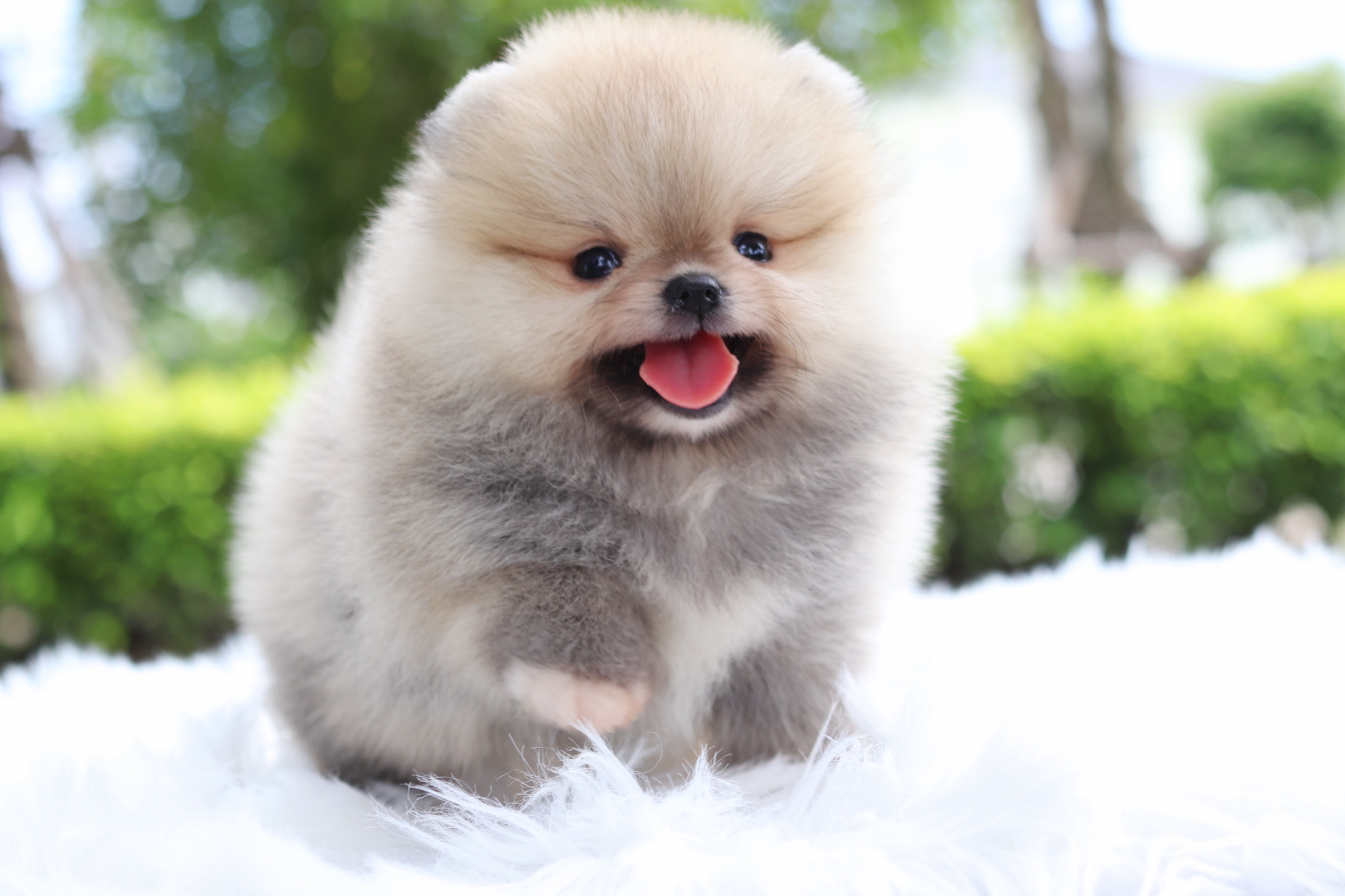 ปอมเมอเรเนียน เพศเมียสีส้ม เกรดโชว์