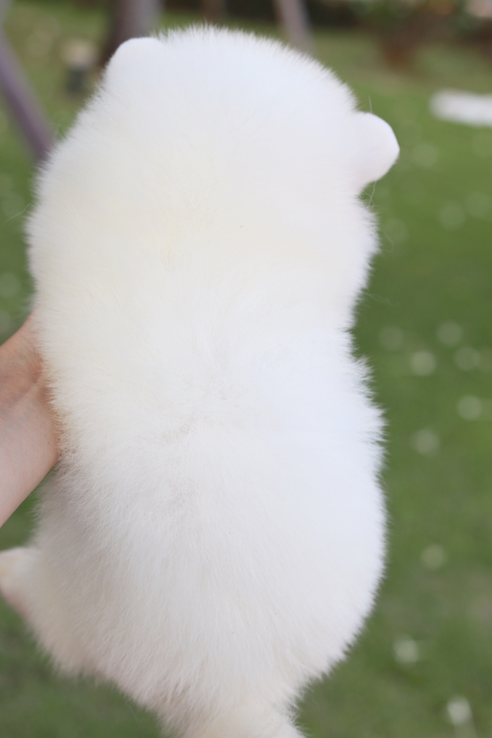 ปอมเมอเรเนียน เพศผู้ สีขาวครีม หน้าฟ็อก