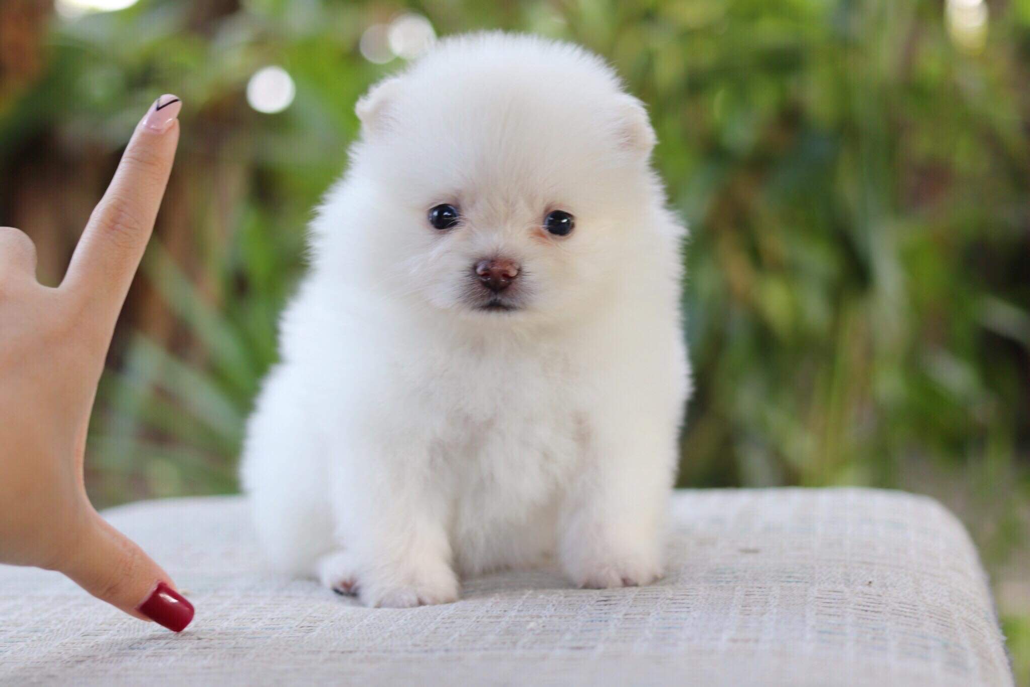 ปอมเมอเรเนียน เพศเมีย