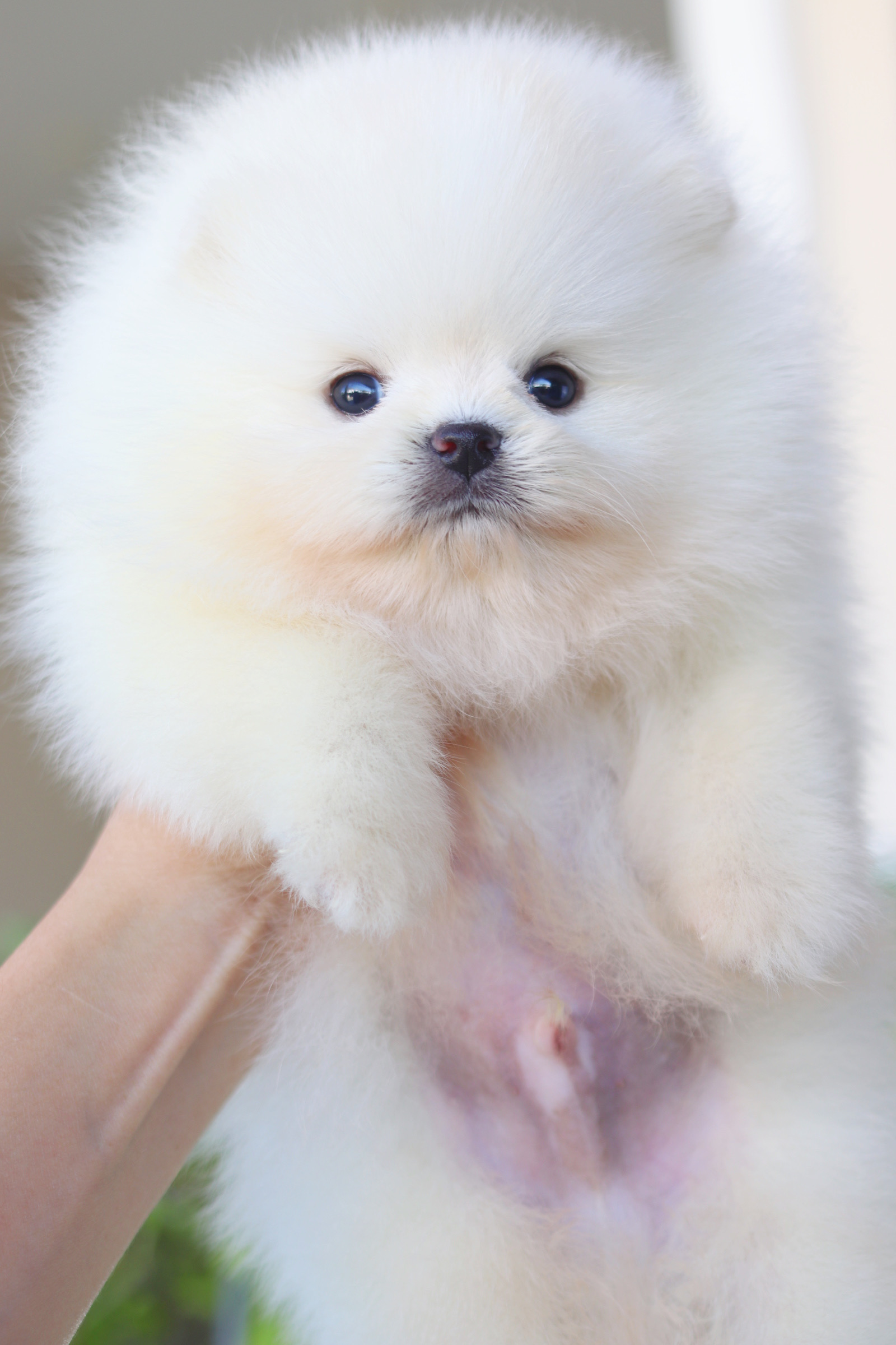 ปอมเมอเรเนียน เพศผู้สีขาวครีม เกรดโชว์