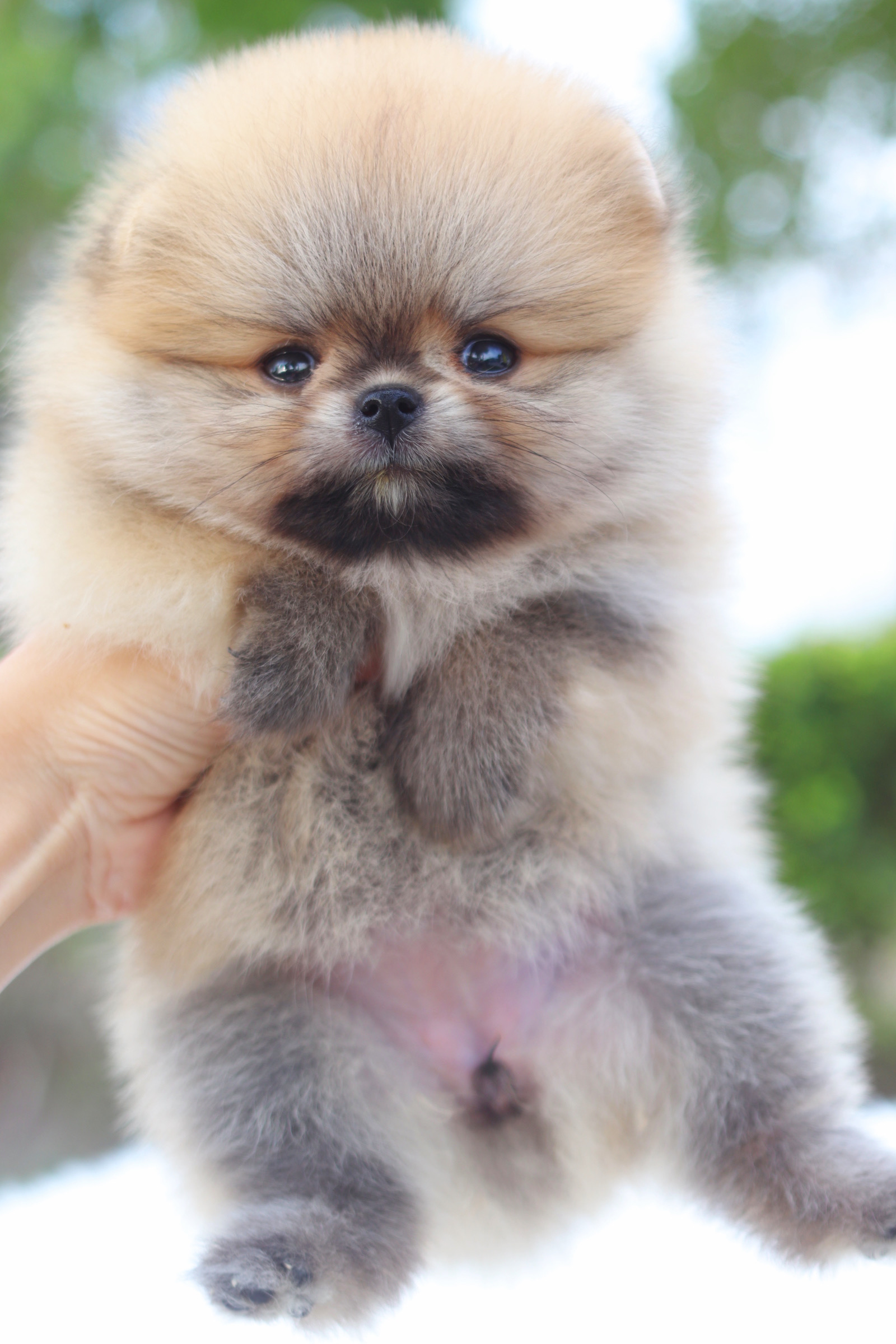 ปอมเมอเรเนียน เพศเมียสีส้ม เกรดโชว์