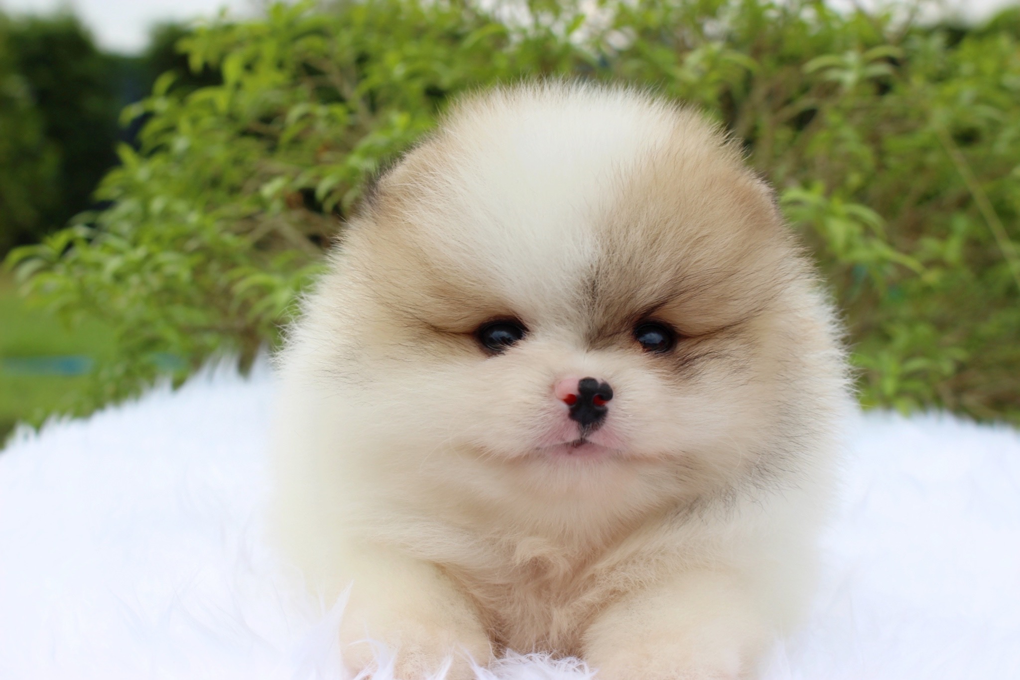 ปอมเมอเรเนียน เพศผู้ สีแฟนซีเกรดโชว์