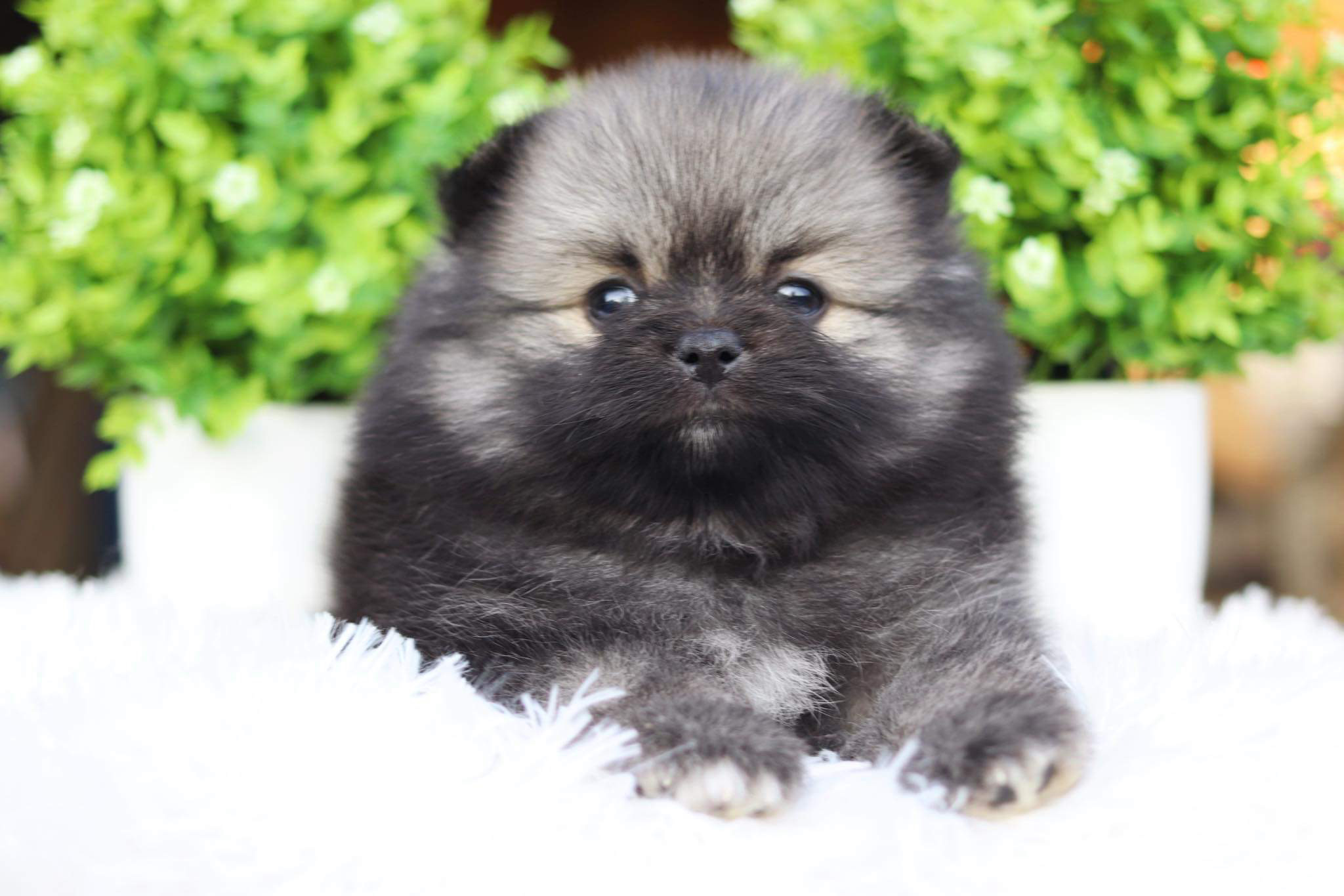 ปอมเมอเรเนียน เพศเมีย