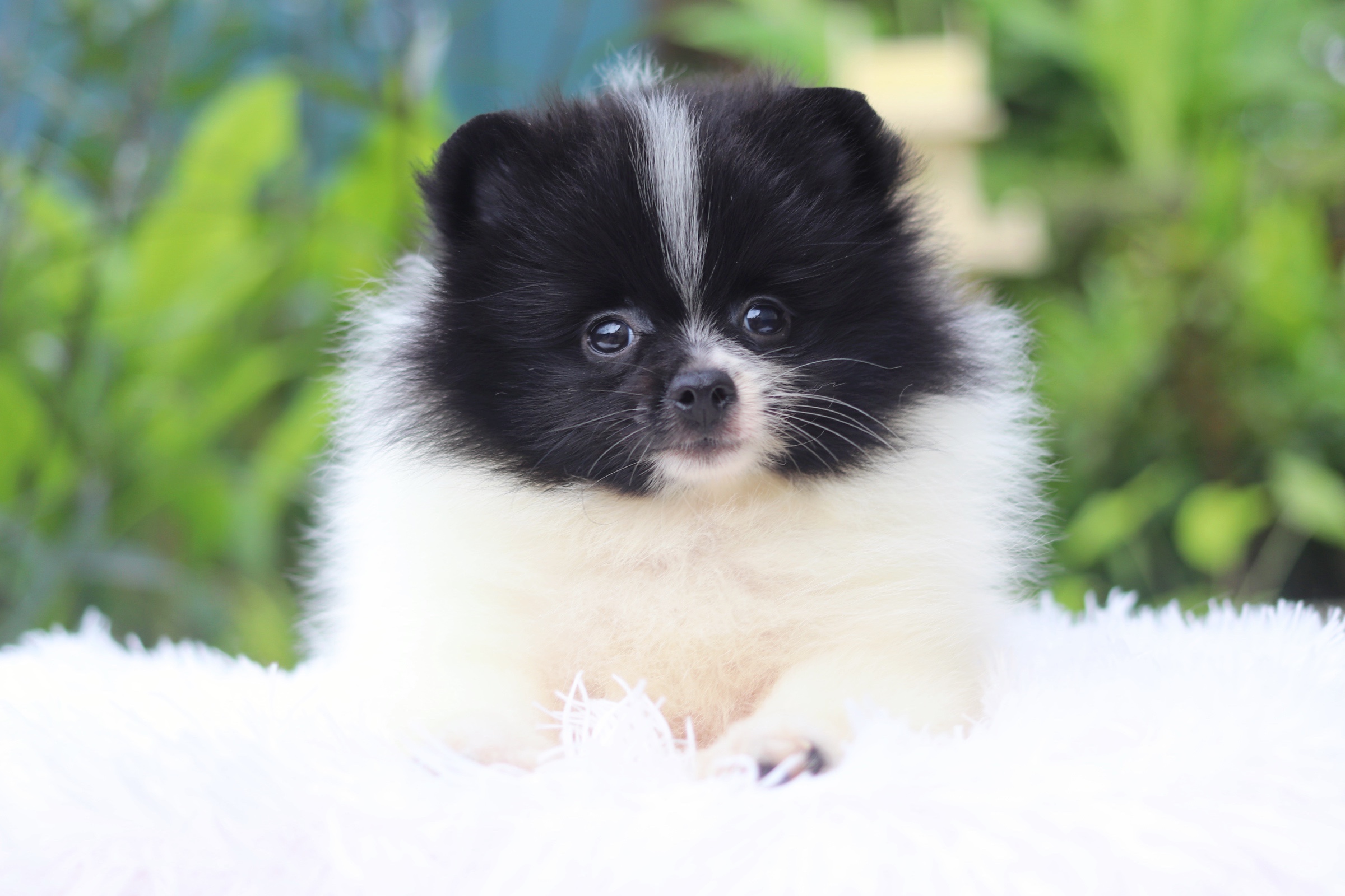 ปอมเมอเรเนียน เพศผู้ สีแฟนซี