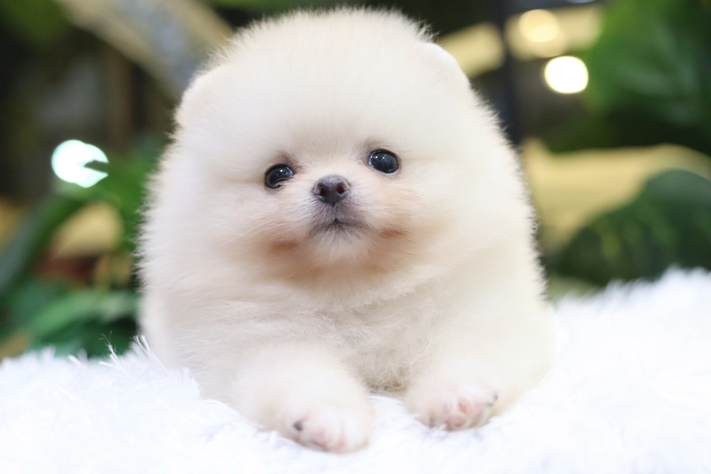 ปอมเมอเรเนียน เพศผู้ขาวครีม