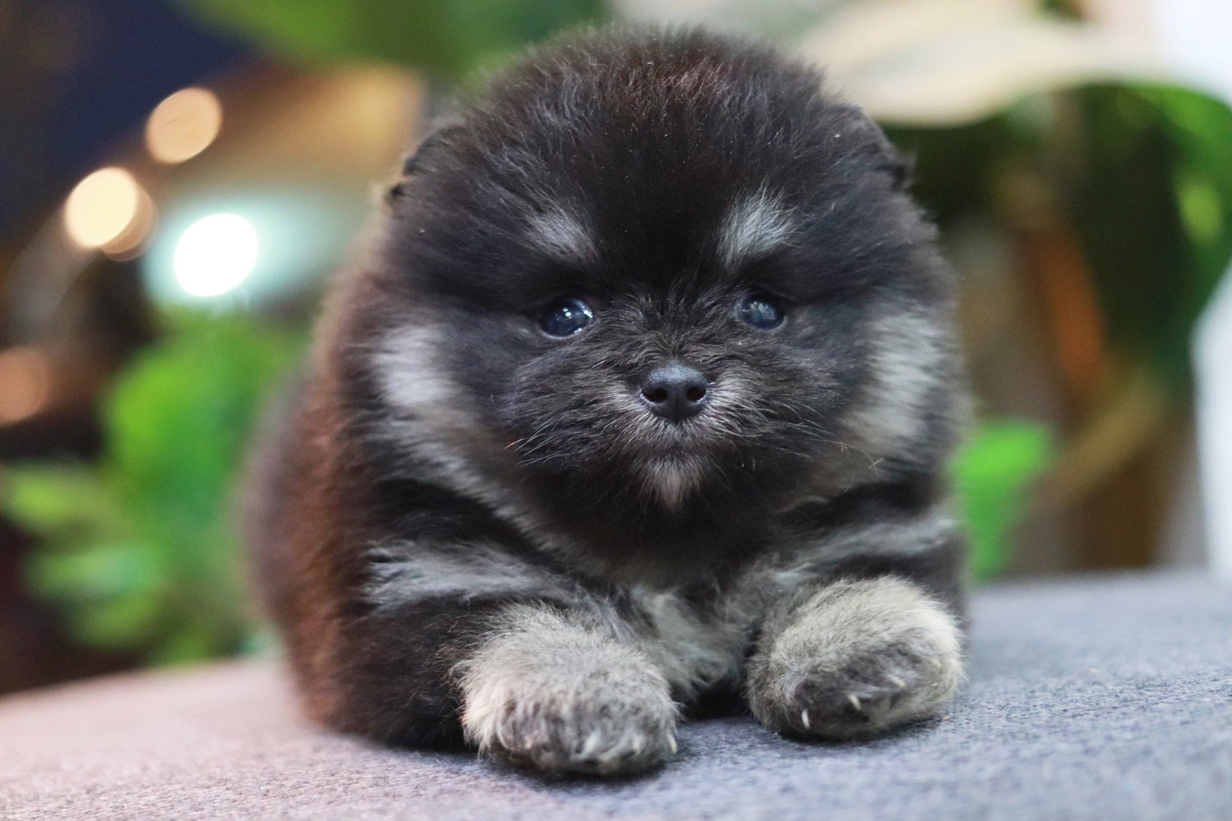 ปอมเมอเรเนียน เพศเมีย แบล็คแทน