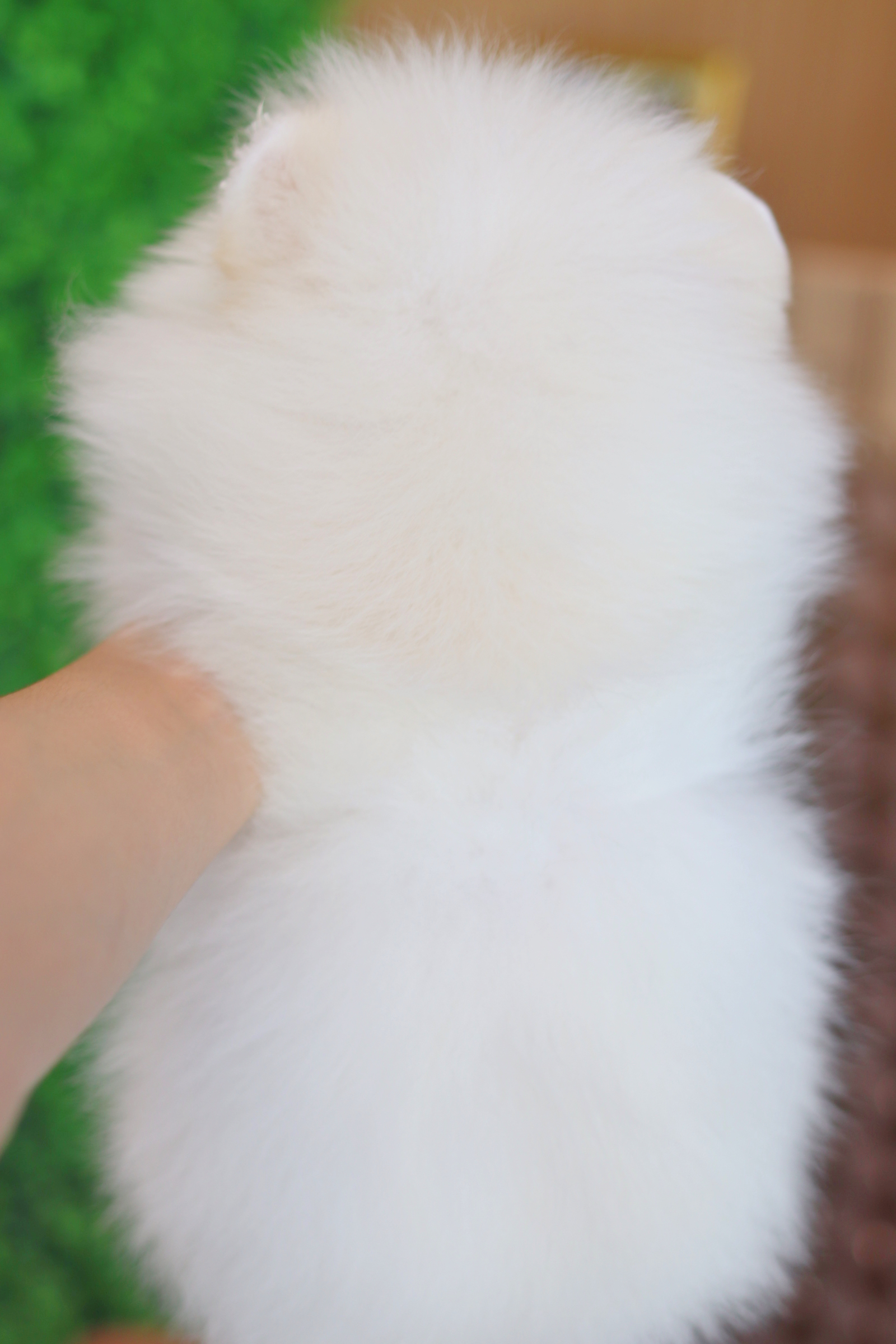 ปอมเมอเรเนียน เพศผู้สีขาวครีม เกรดโชว์