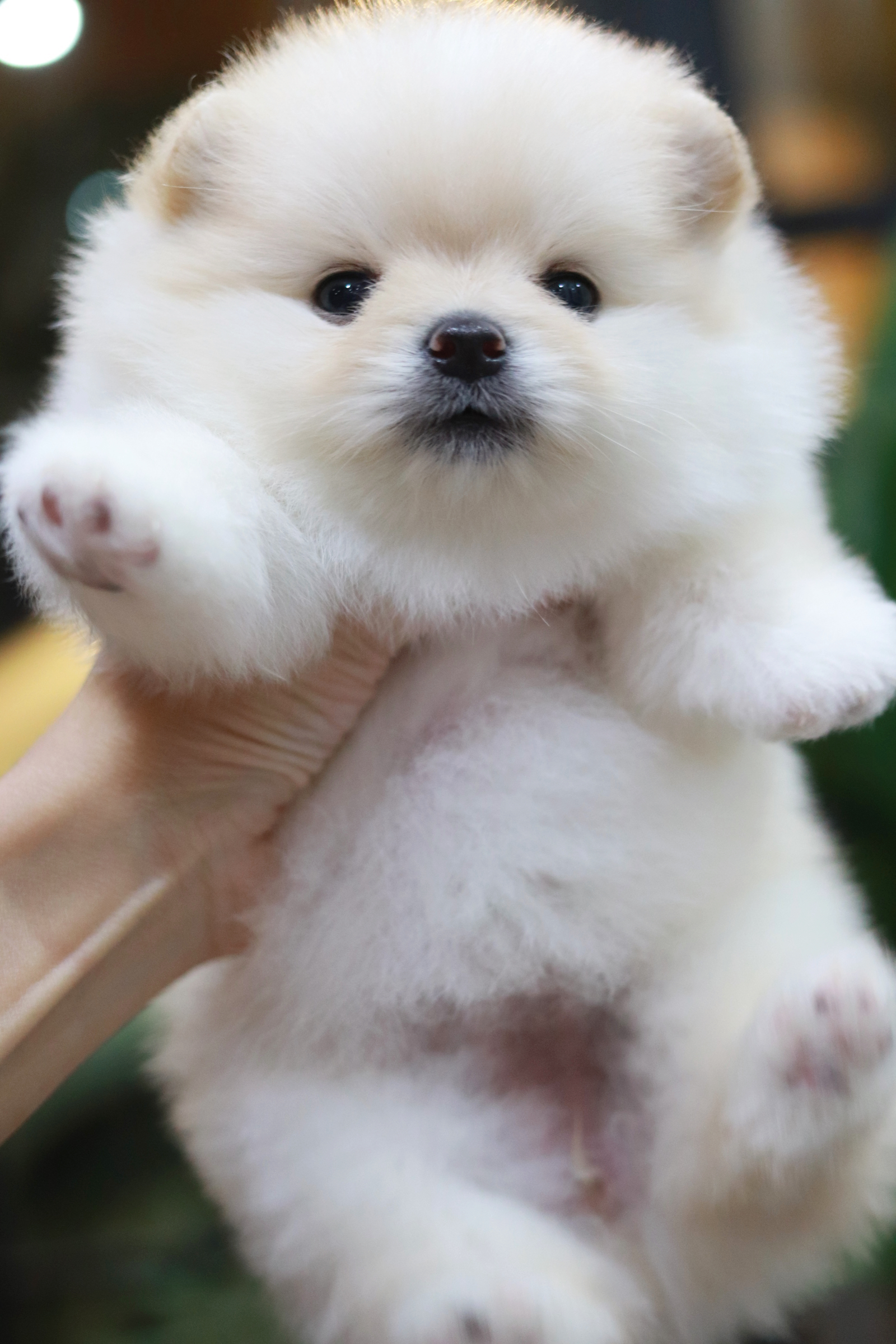 ปอมเมอเรเนียน เพศเมีย