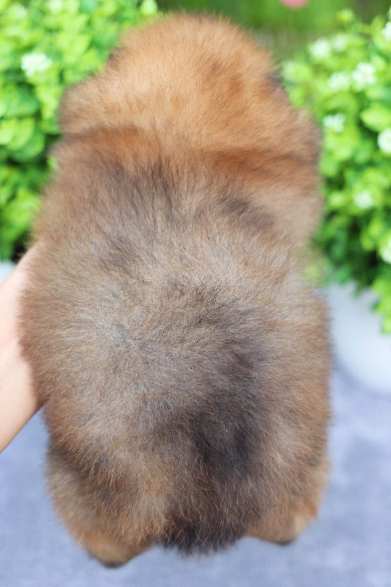 ปอมเมอเรเนียน เพศผู้