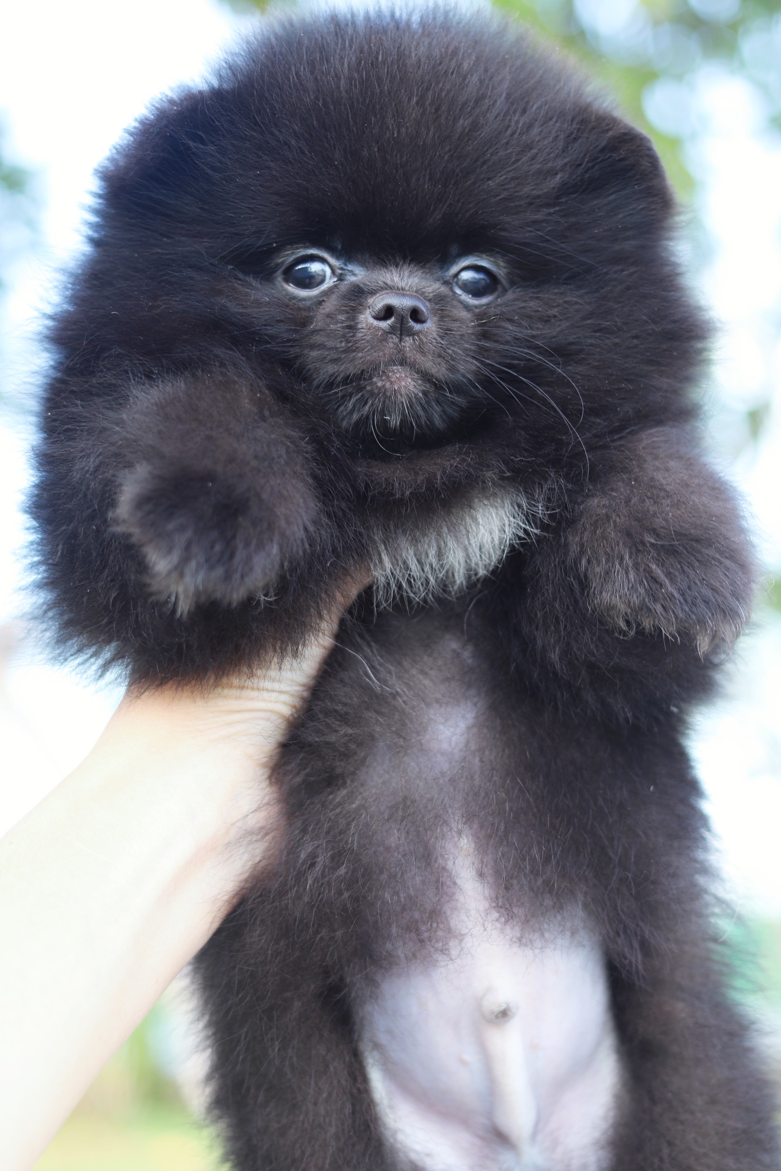 ปอมเมอเรเนียน เพศผู้ สีดำ