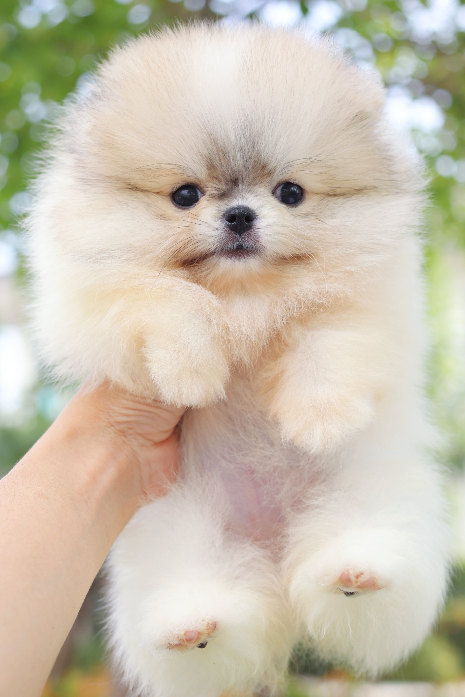 ปอมเมอเรเนียน เพศเมียสีแฟนซี เกรดโชว์