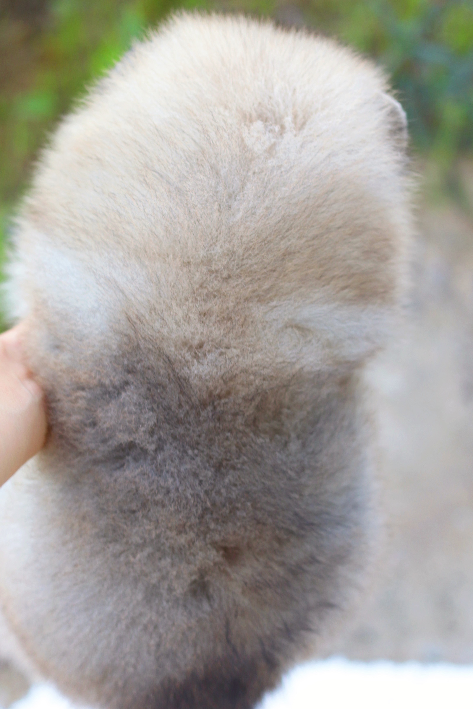 ปอมเมอเรเนียน เพศเมียสีส้ม