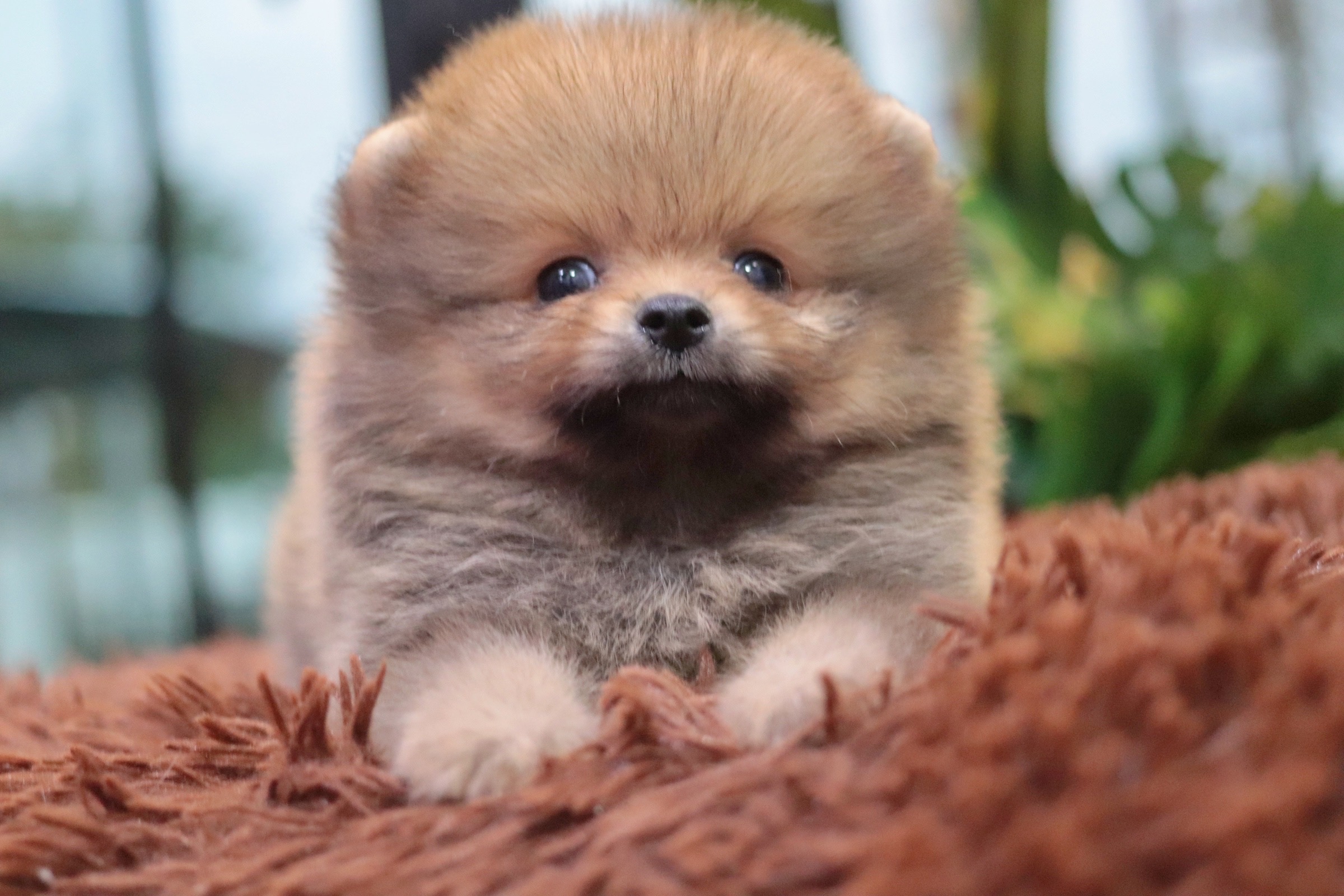 ปอมเมอเรเนียน เพศผู้สีส้ม