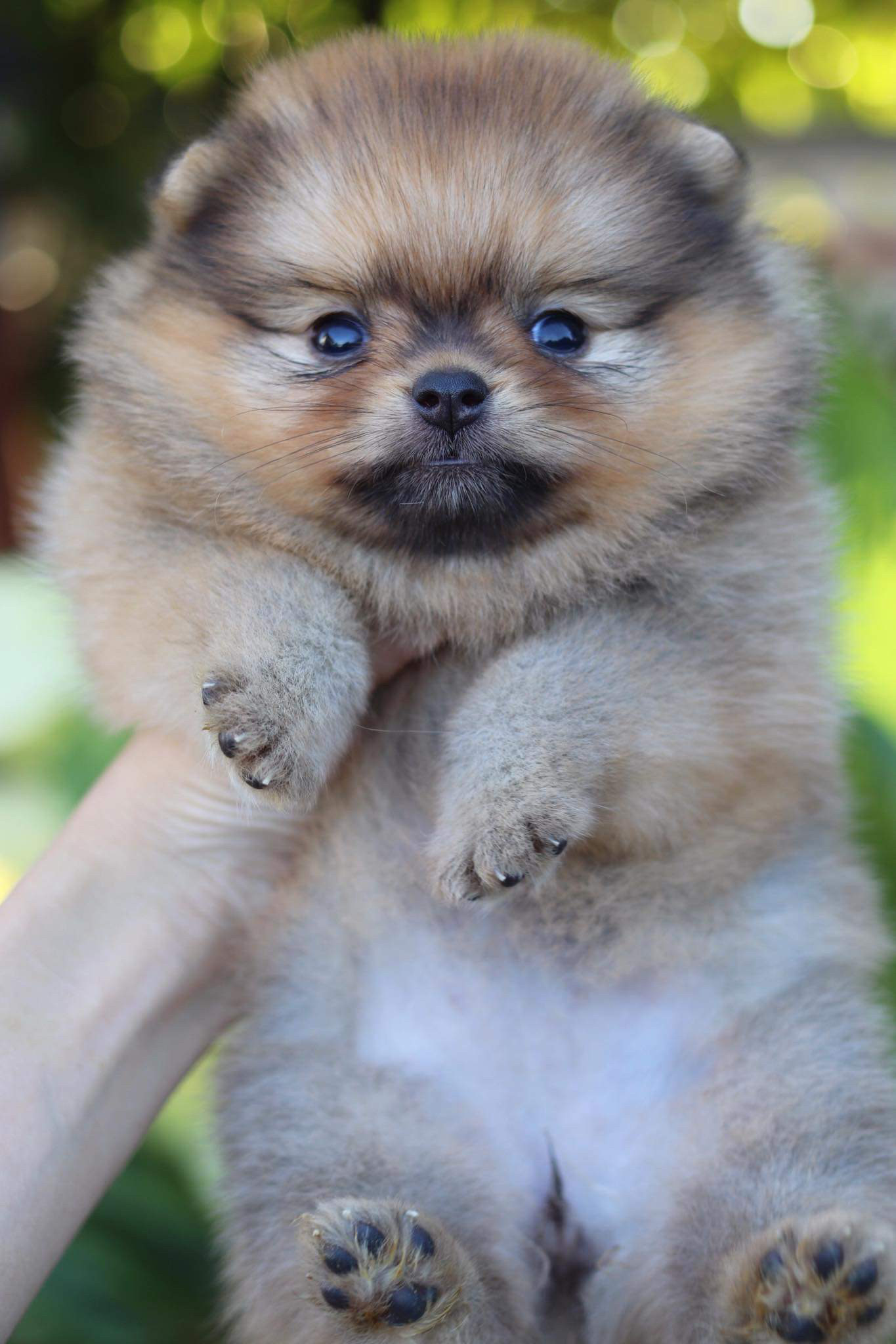 ปอมเมอเรเนียน เพศเมีย