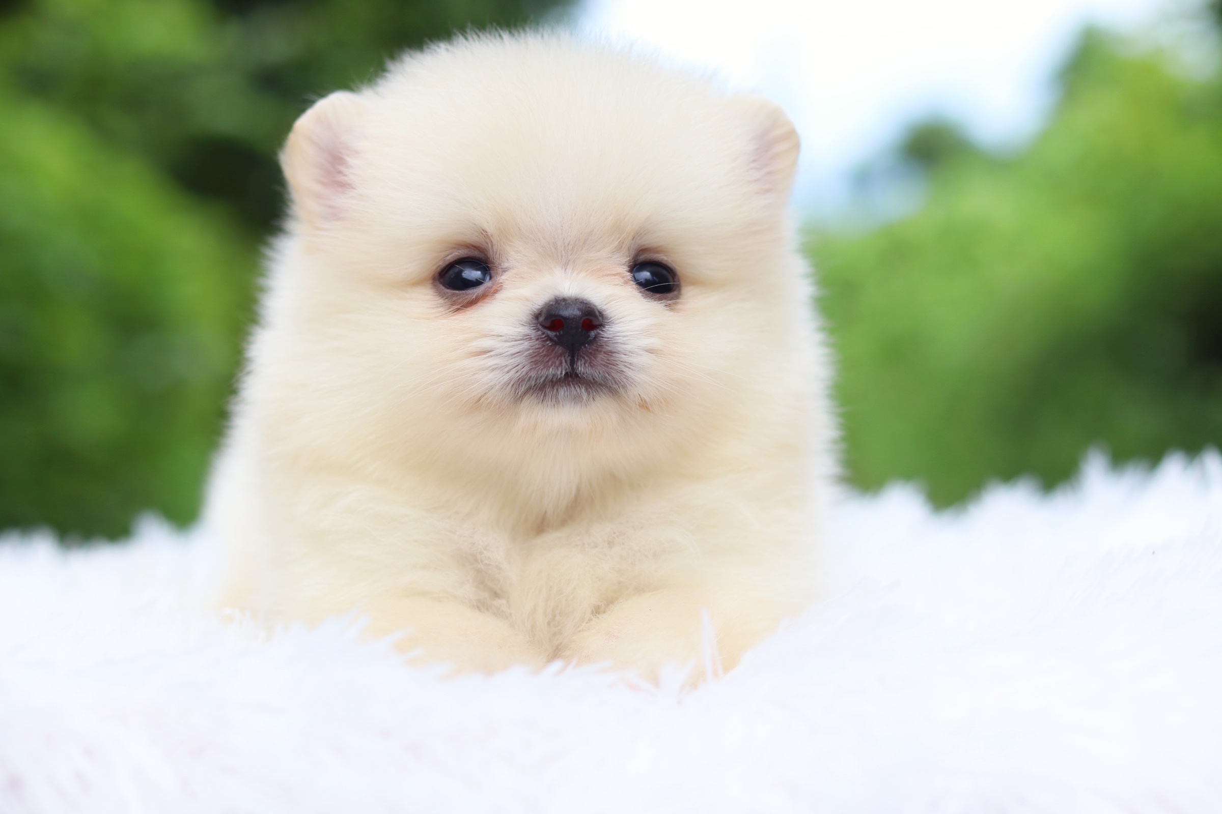 ปอมเมอเรเนียน เพศเมียสีขาวครีม