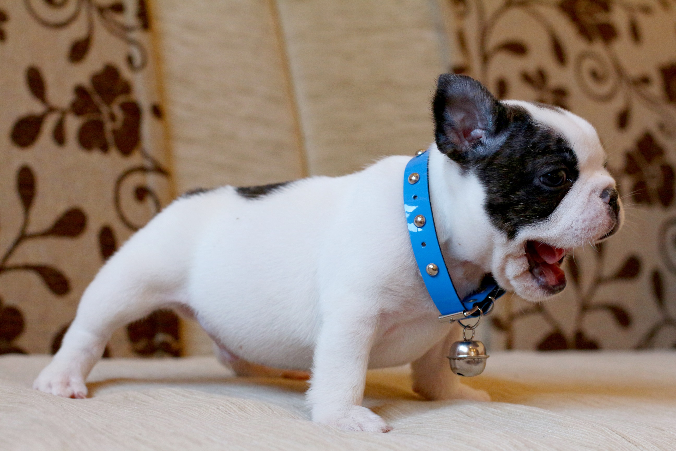 เด็กชายพะโล้ หน้าตากวนๆ มาร์คกิ้งหน้ากาก