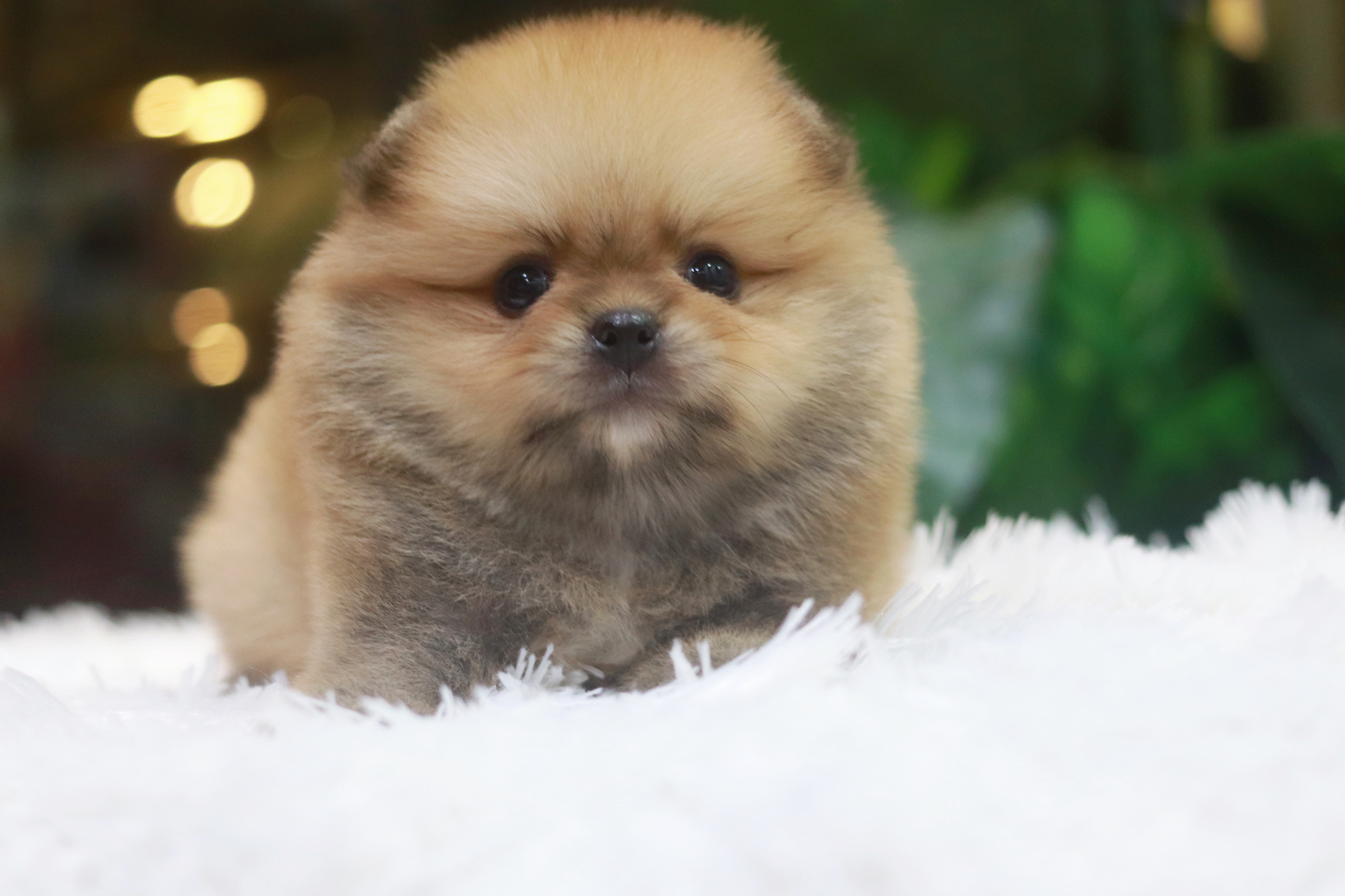 ปอมเมอเรเนียน เพศเมีย สีส้ม หน้าตุ๊กตาขนแน่นๆ