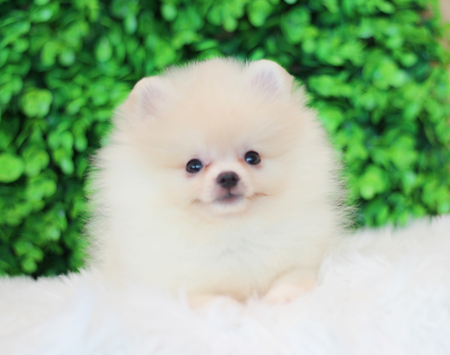 ปอมเมอเรเนียน เพศผู้สีขาวครีม