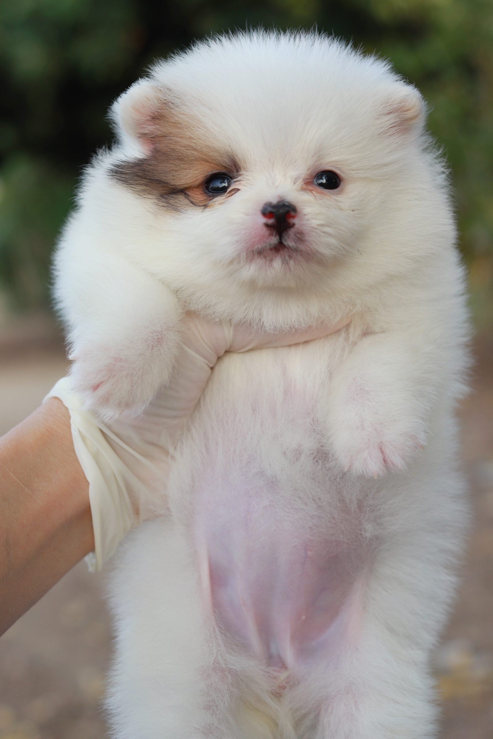 ปอมเมอเรเนียน เพศเมีย แฟนซี