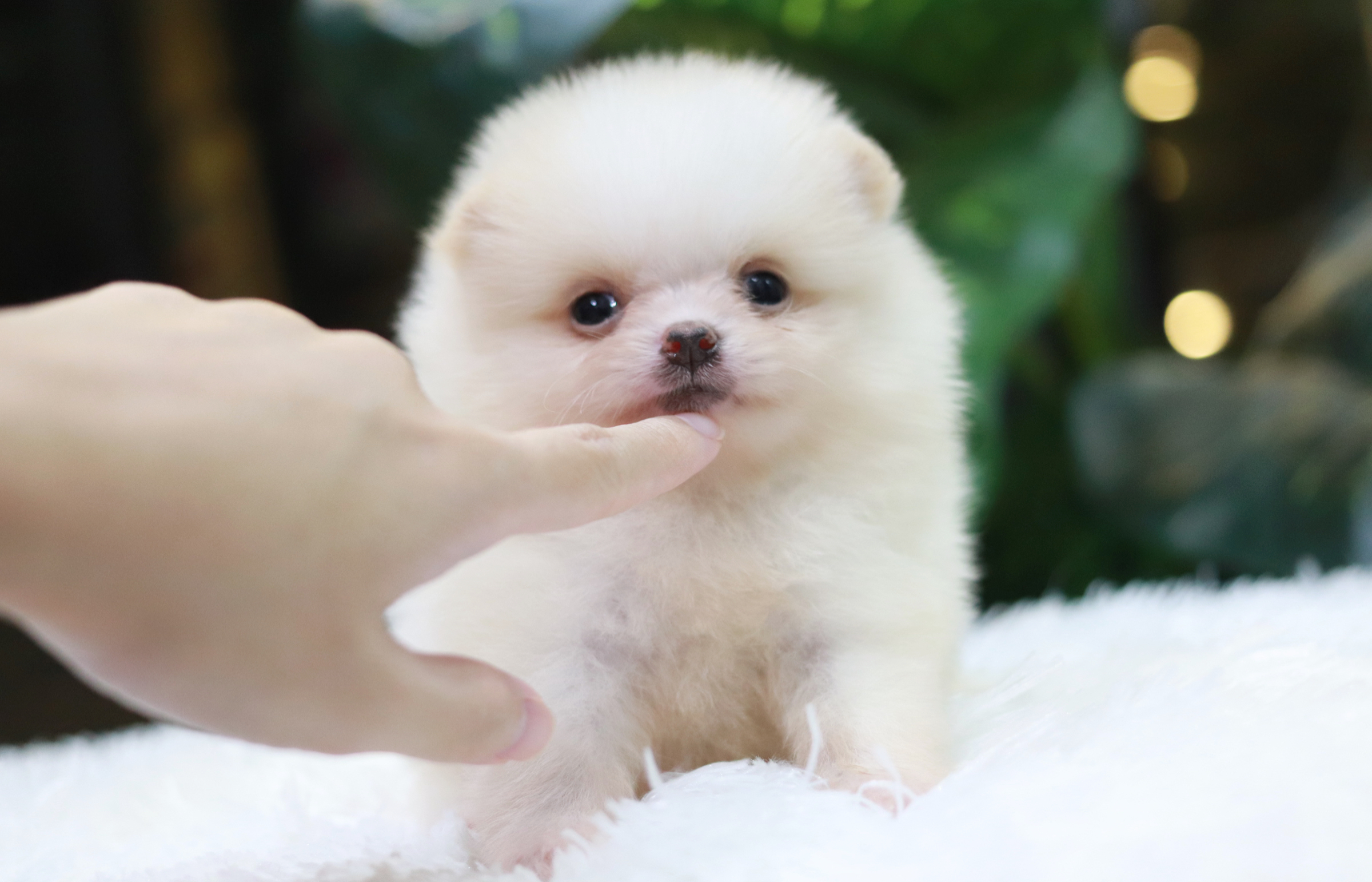 ปอมเมอเรเนียน เพศเมีย