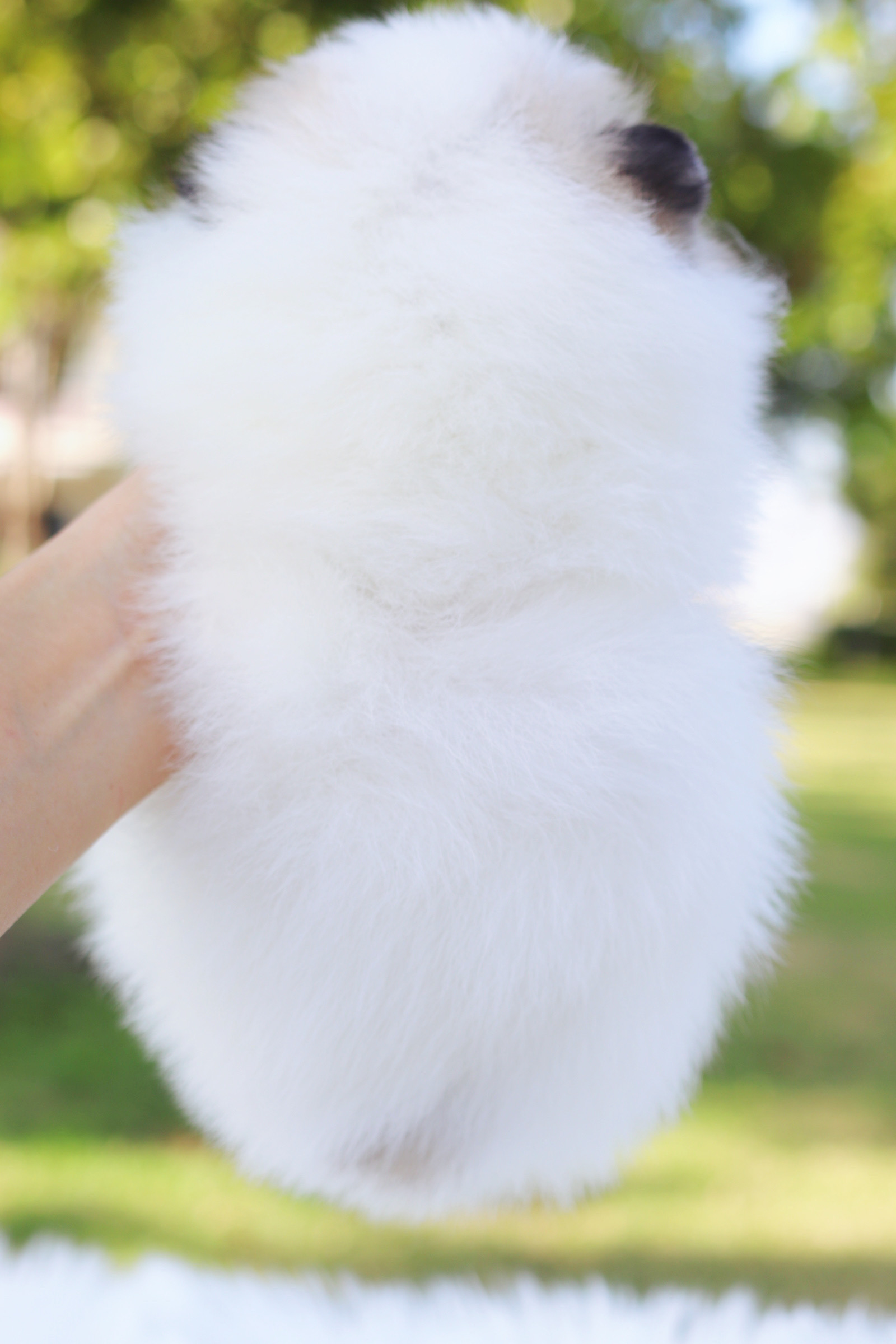 ปอมเมอเรเนียน เพศเมียสีแฟนซีเกรดโชว์