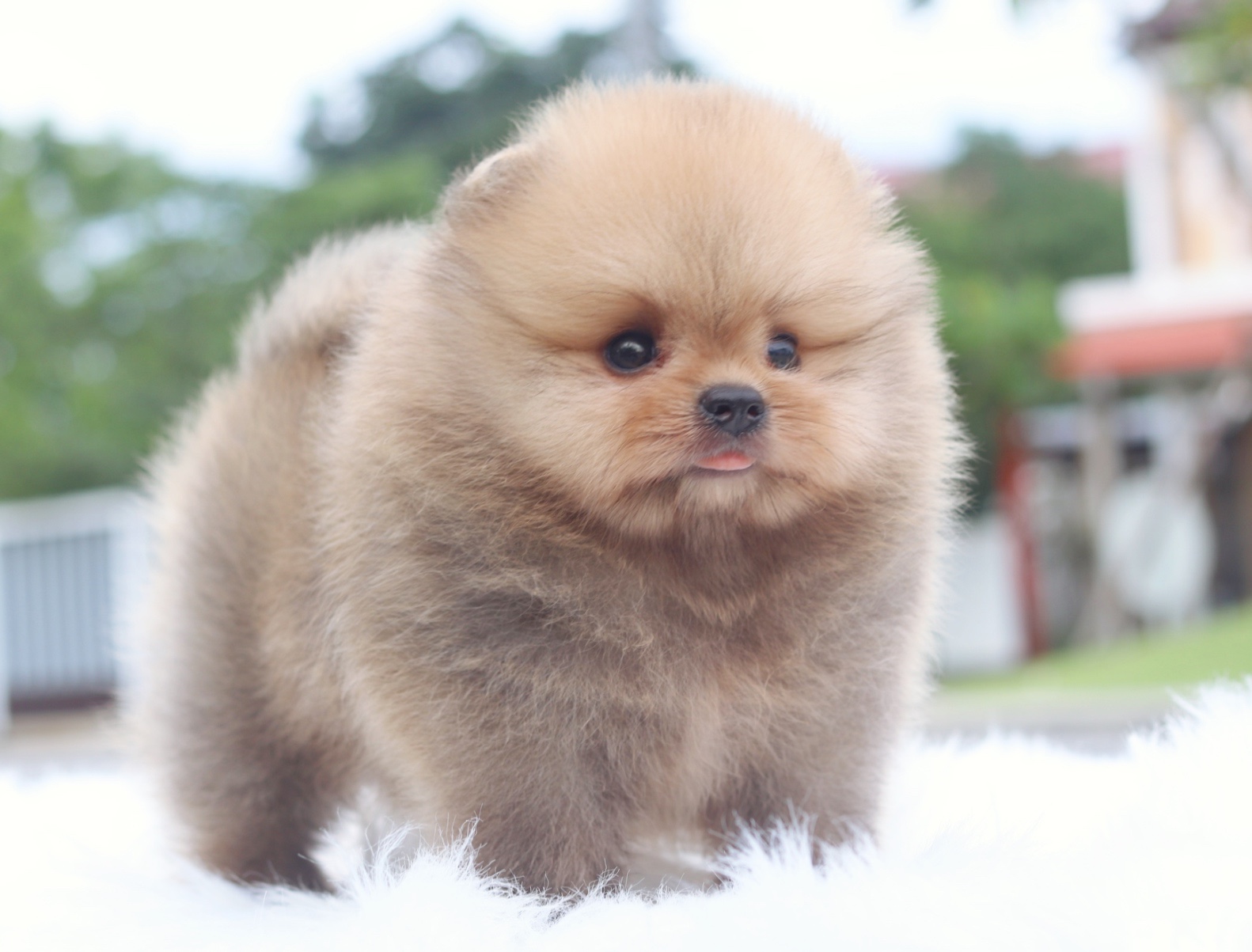 ปอมเมอเรเนียน เพศผู้เกรดโชว์สีส้ม