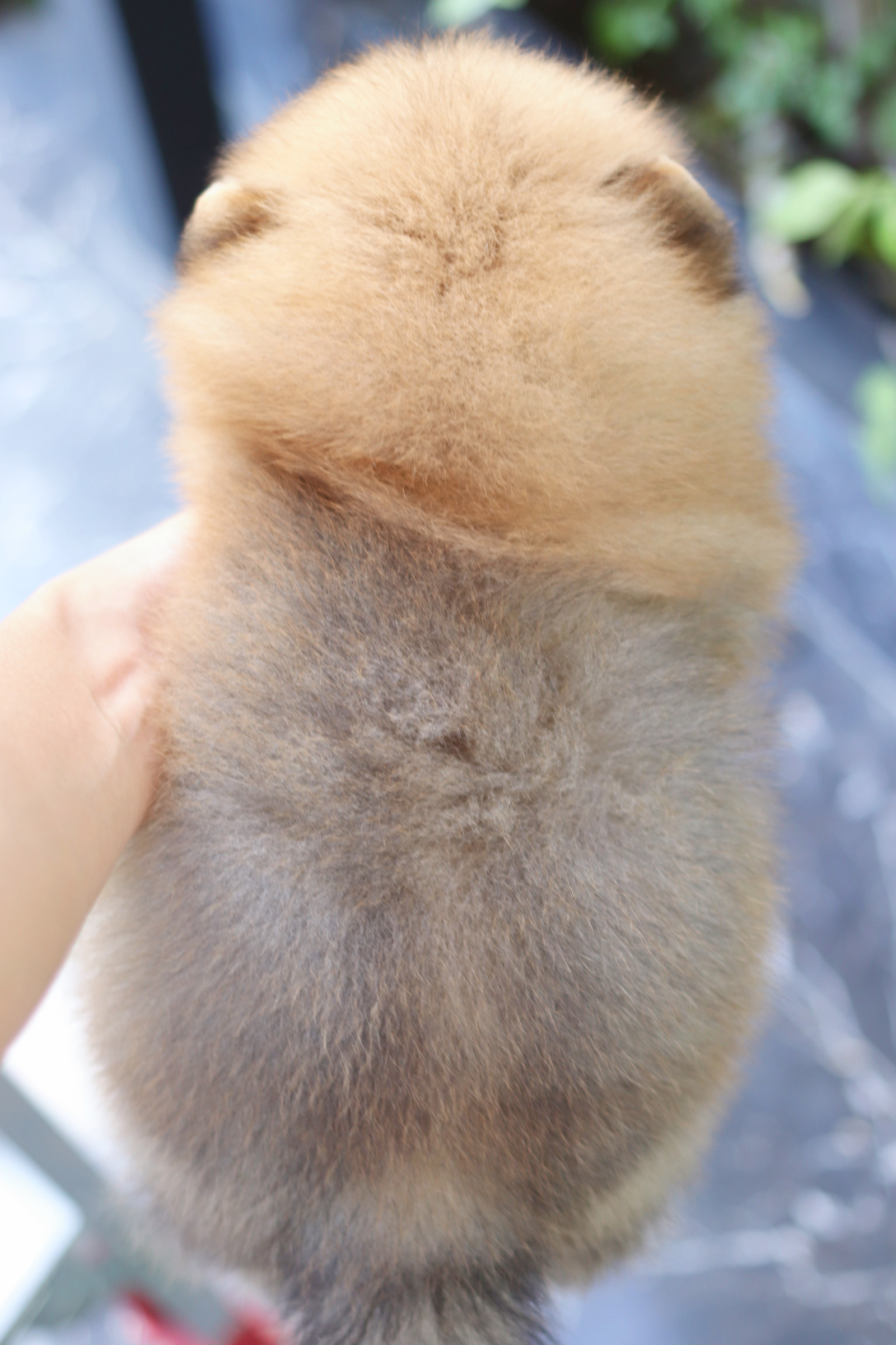 ปอมเมอเรเนียน เพศผู้ สีส้ม