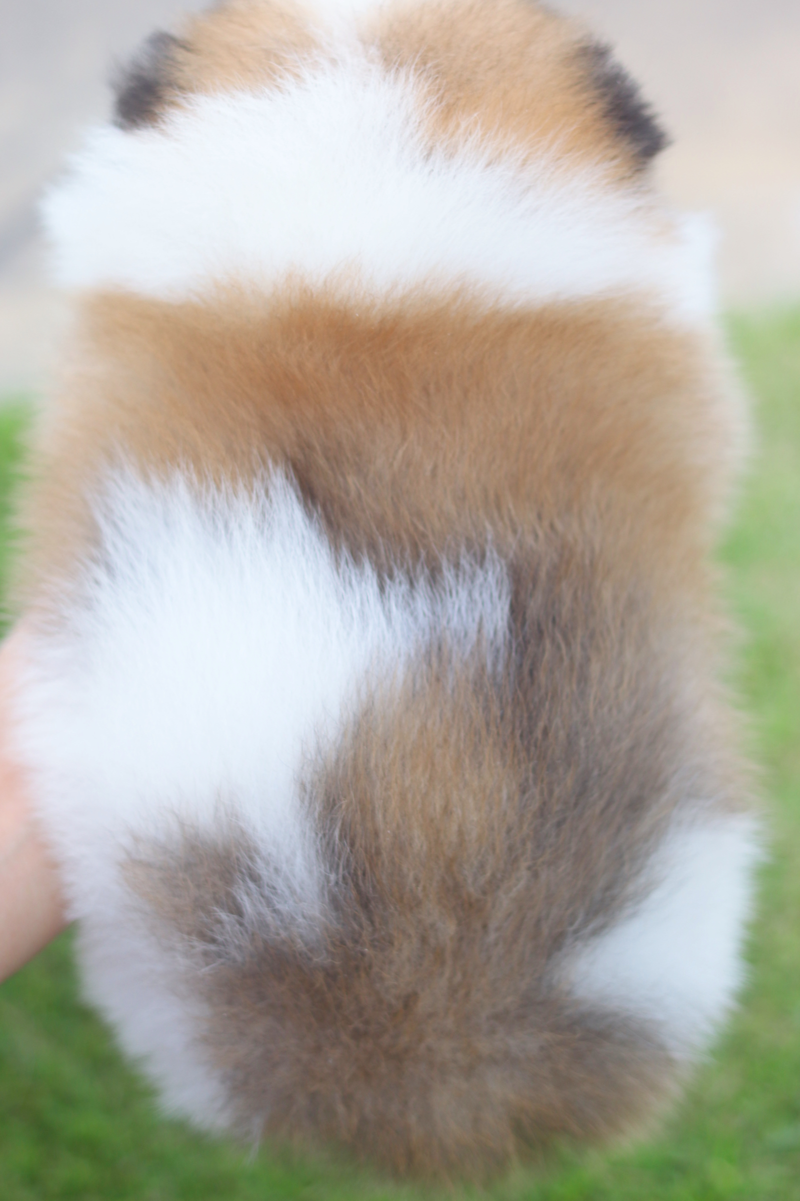 ปอมเมอเรเนียน เพศผู้สีแฟนซี