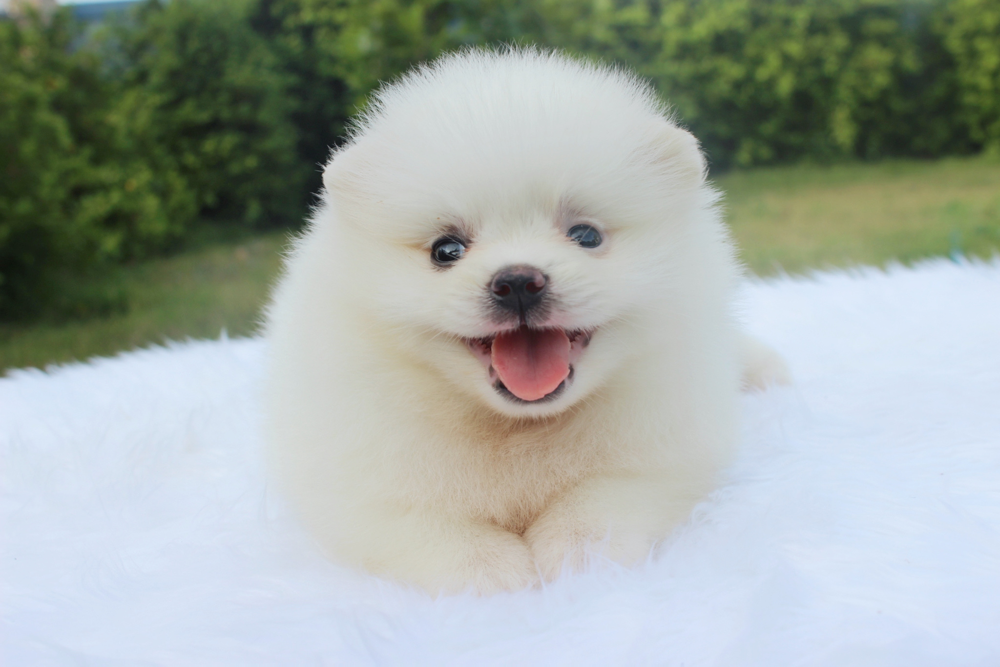 ปอมเมอเรเนียน เพศเมียขาวครีม